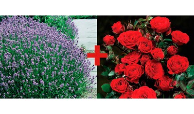 BCM Beetpflanze »Rose Europeana & Lavendel«, (2 St.), Pflanzenset: Rose und Lavendel kaufen