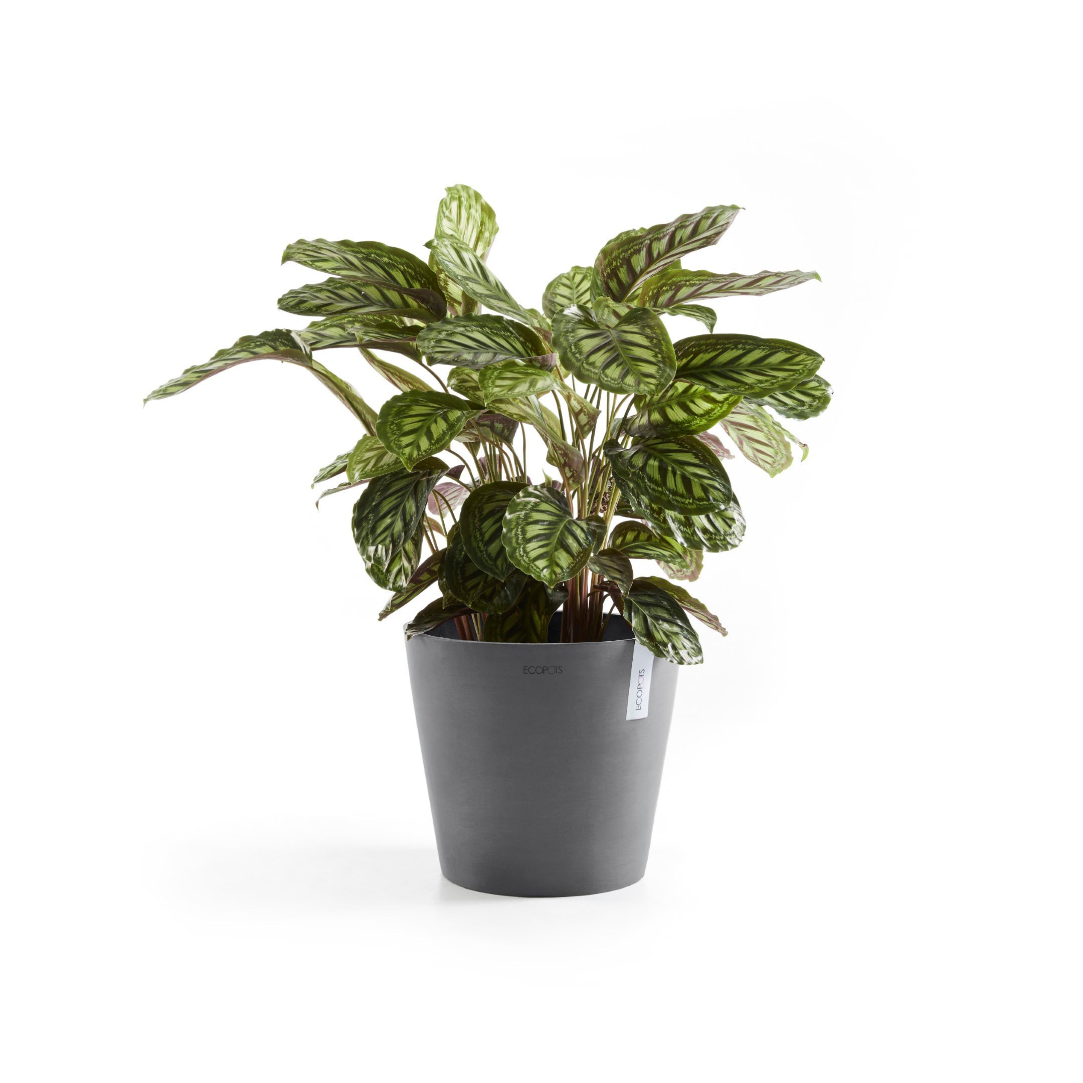 ECOPOTS Blumentopf »Amsterdam«, ØxH: 30x26,3 cm