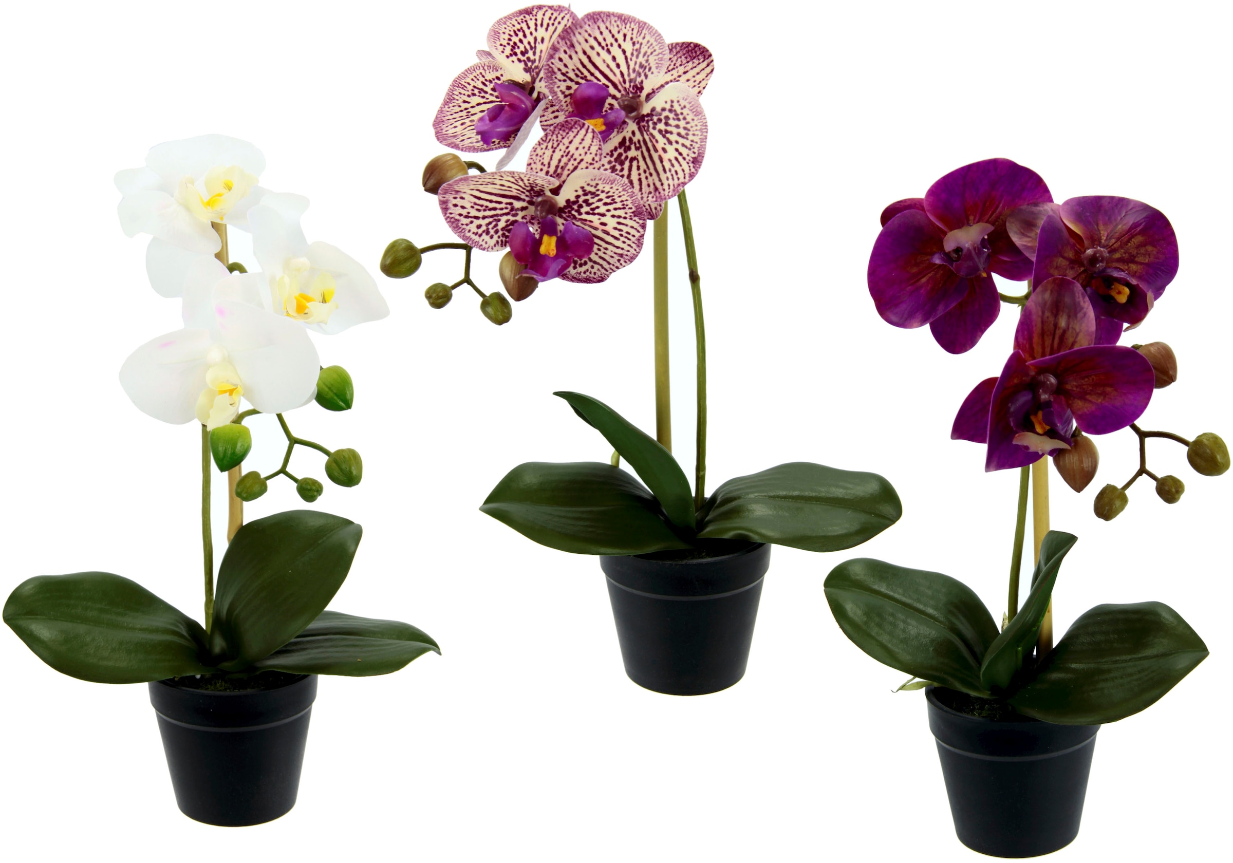 I.GE.A. Kunstorchidee »Phalaenopsis«, (3 St.), im Kunststofftopf, 3er Set kaufen