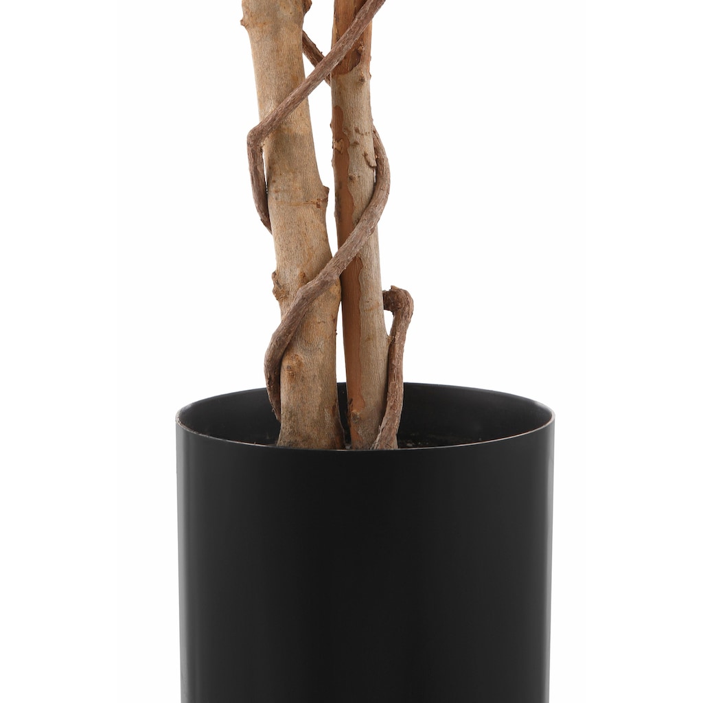 Creativ green Kunstpflanze »Ficus Benjamini«