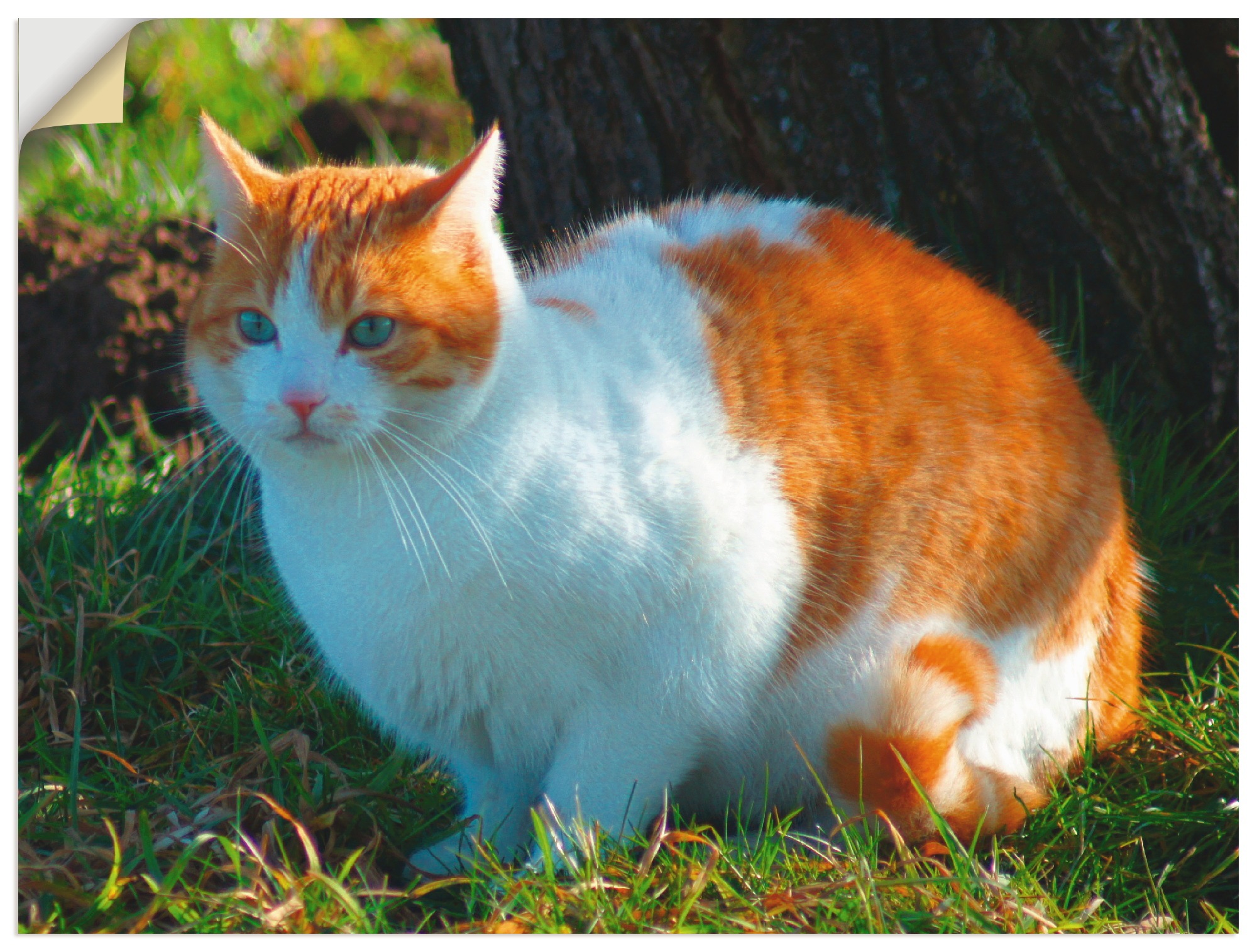 Artland Wandfolie "Entspannte Katze", Haustiere, (1 St.), selbstklebend