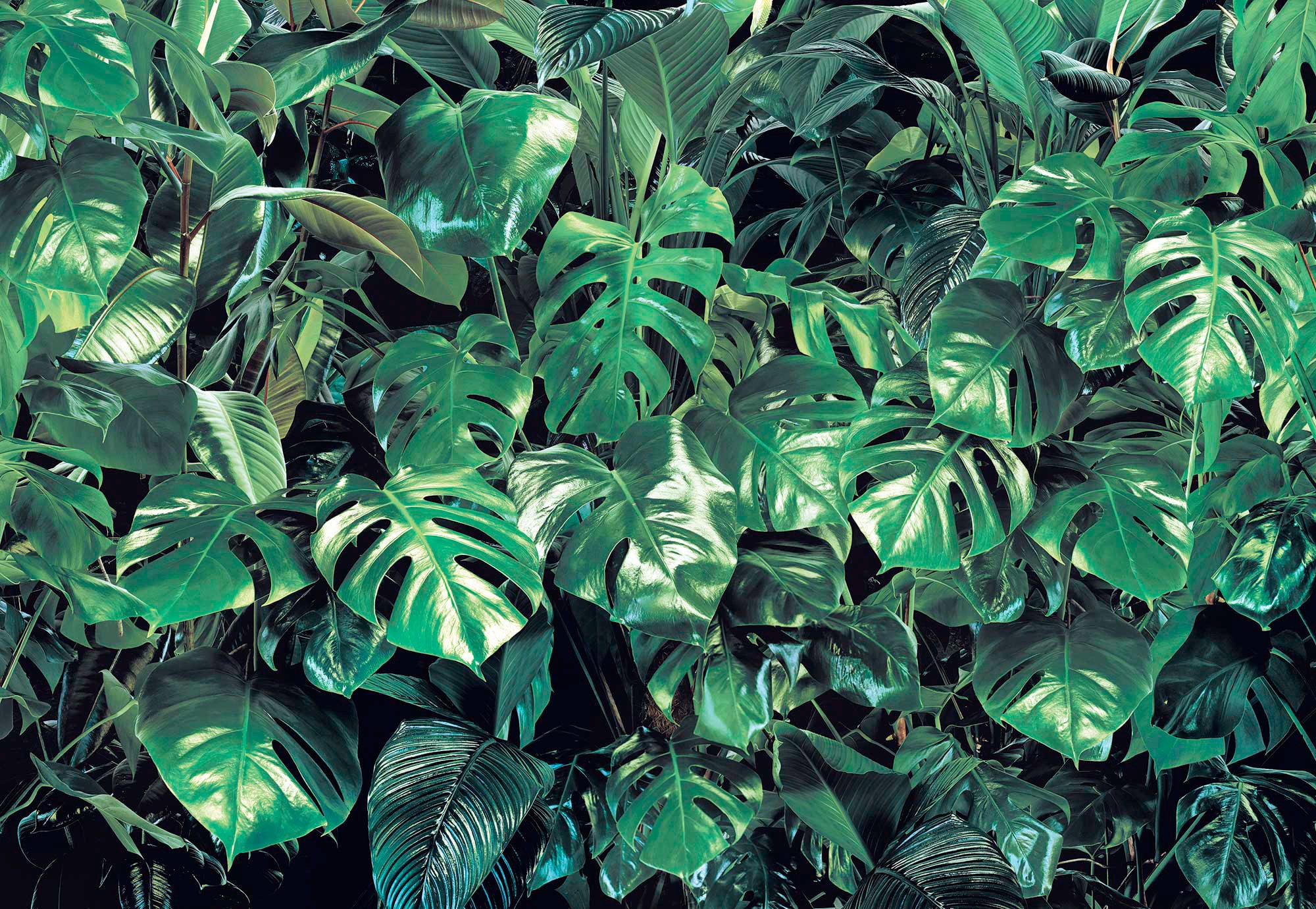 Komar Fototapete "Verdure - Größe 368 x 254 cm" bedruckt glatt Wohnzimmer, Schlafzimmer