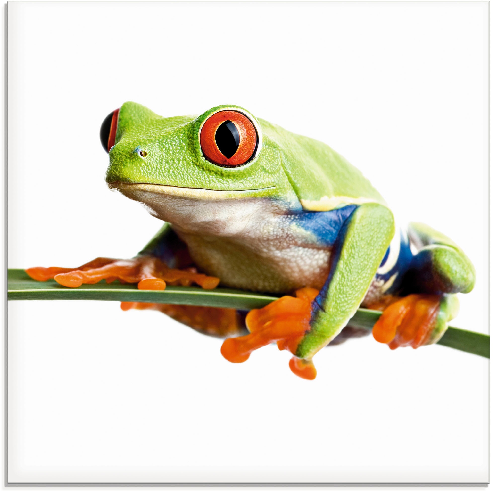 Artland Glasbild "Frosch auf einem Blatt", Wassertiere, (1 St.), in verschiedenen Größen
