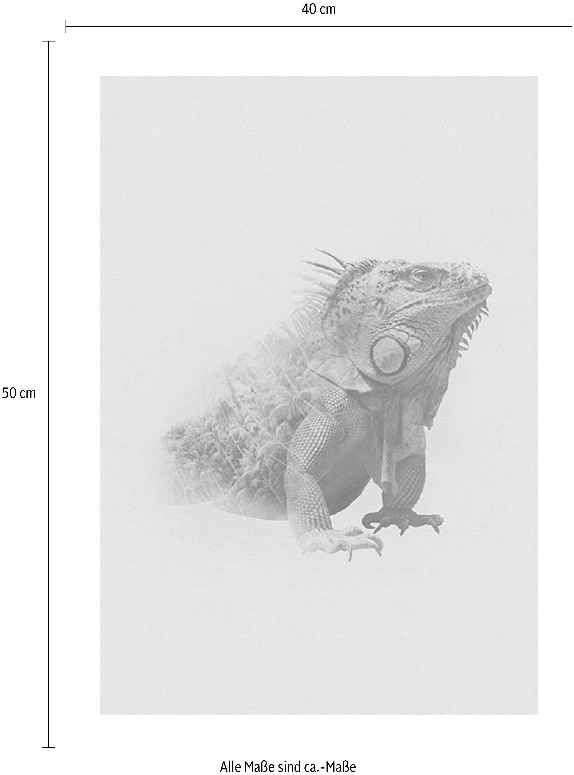 Komar Bild »Animals Paradise Iguana«, Tiere, (1 St.), Wandbild zur Dekoration - ohne Rahmen