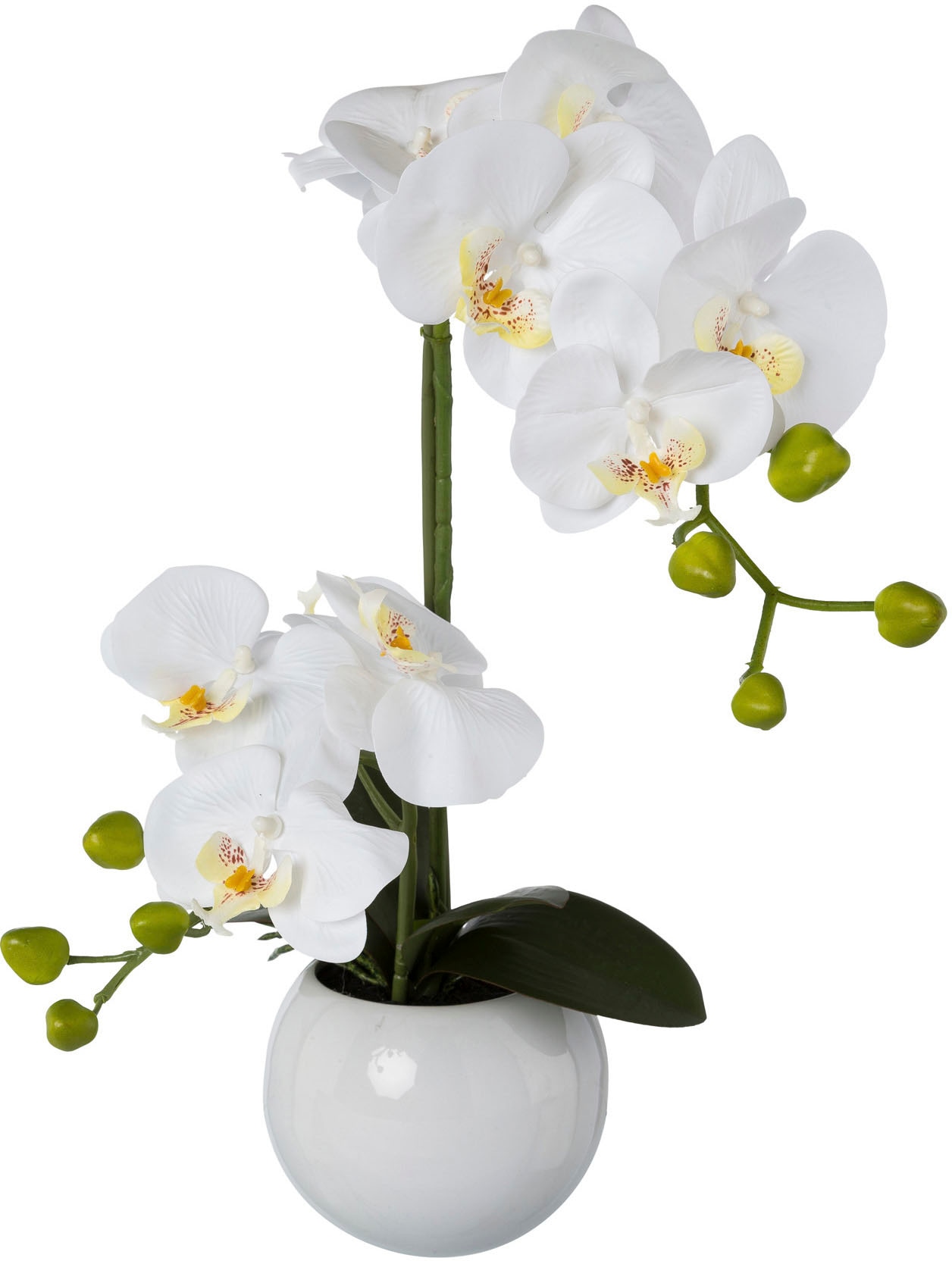 Kunstorchidee green | BAUR »Phalaenopsis«, Creativ im Keramiktopf bestellen