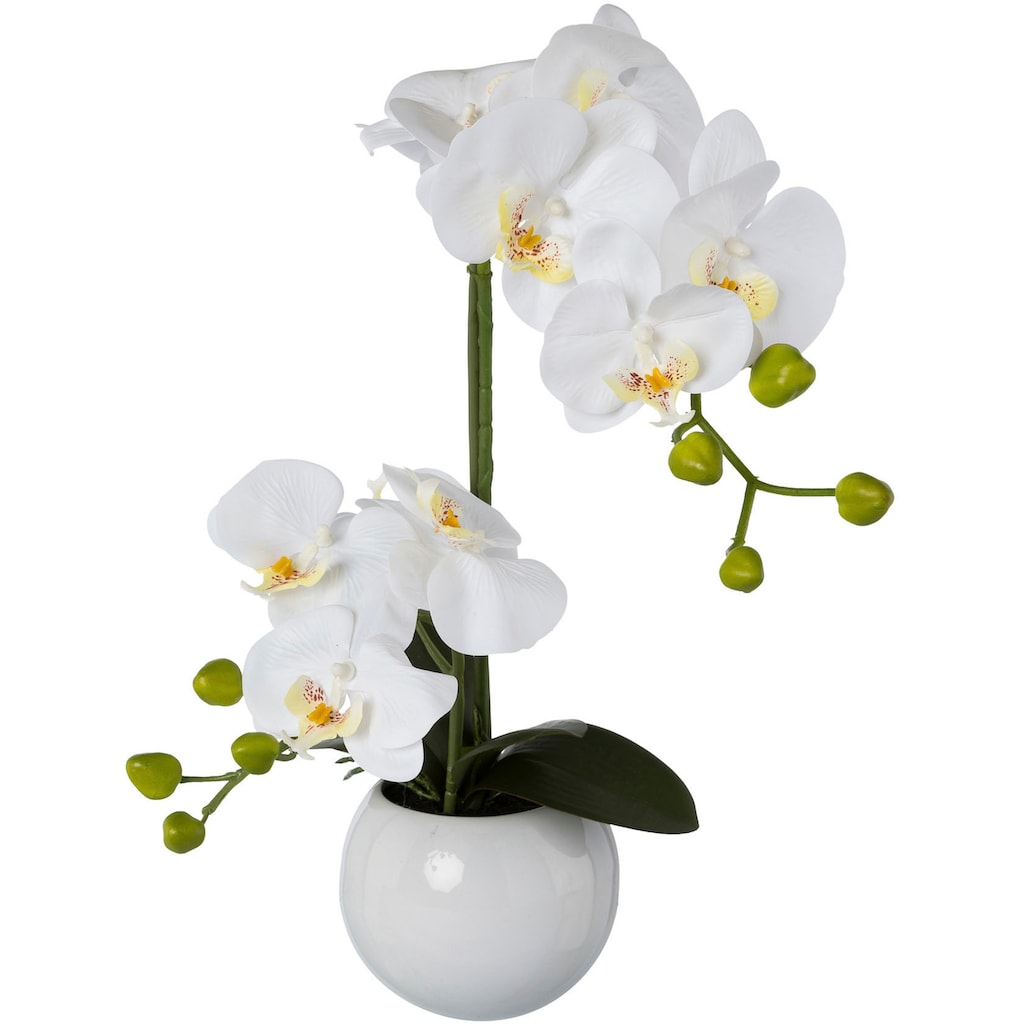 Creativ green Kunstorchidee »Phalaenopsis«