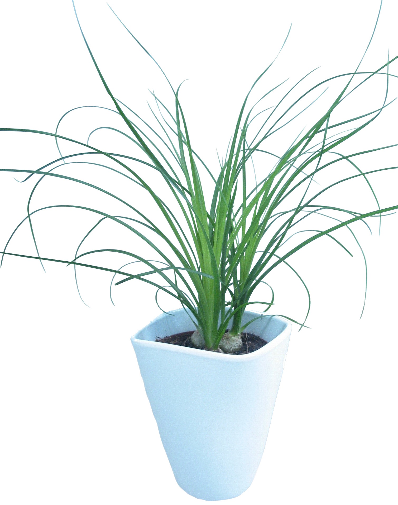 Dominik Zimmerpflanze »Elefantenfuß«, (1 St.), Höhe: 30 cm, 1 Pflanze im Dekotopf kaufen