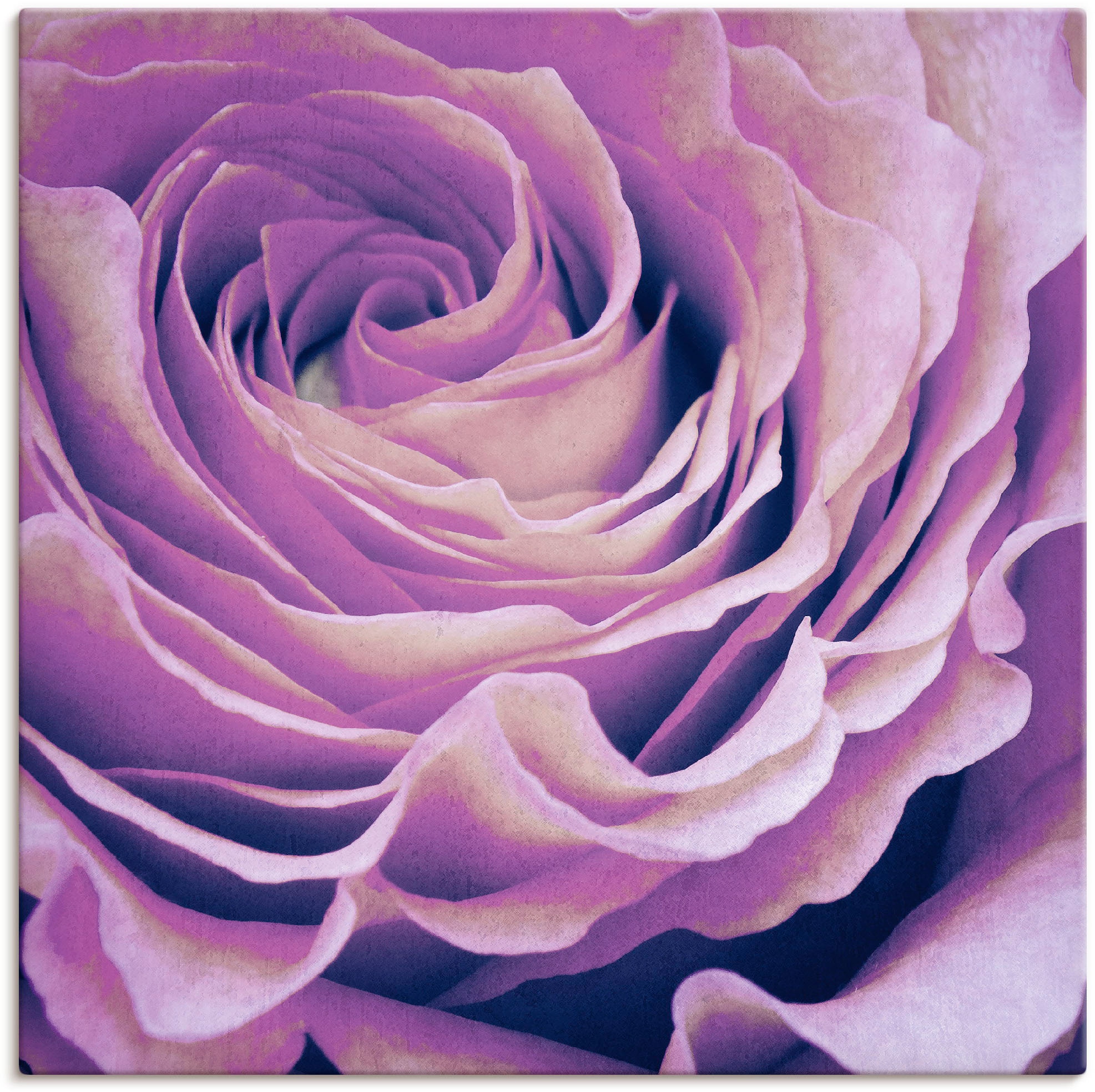 Artland Wandbild "Lila Rose", Blumen, (1 St.), als Leinwandbild, Poster in verschied. Größen