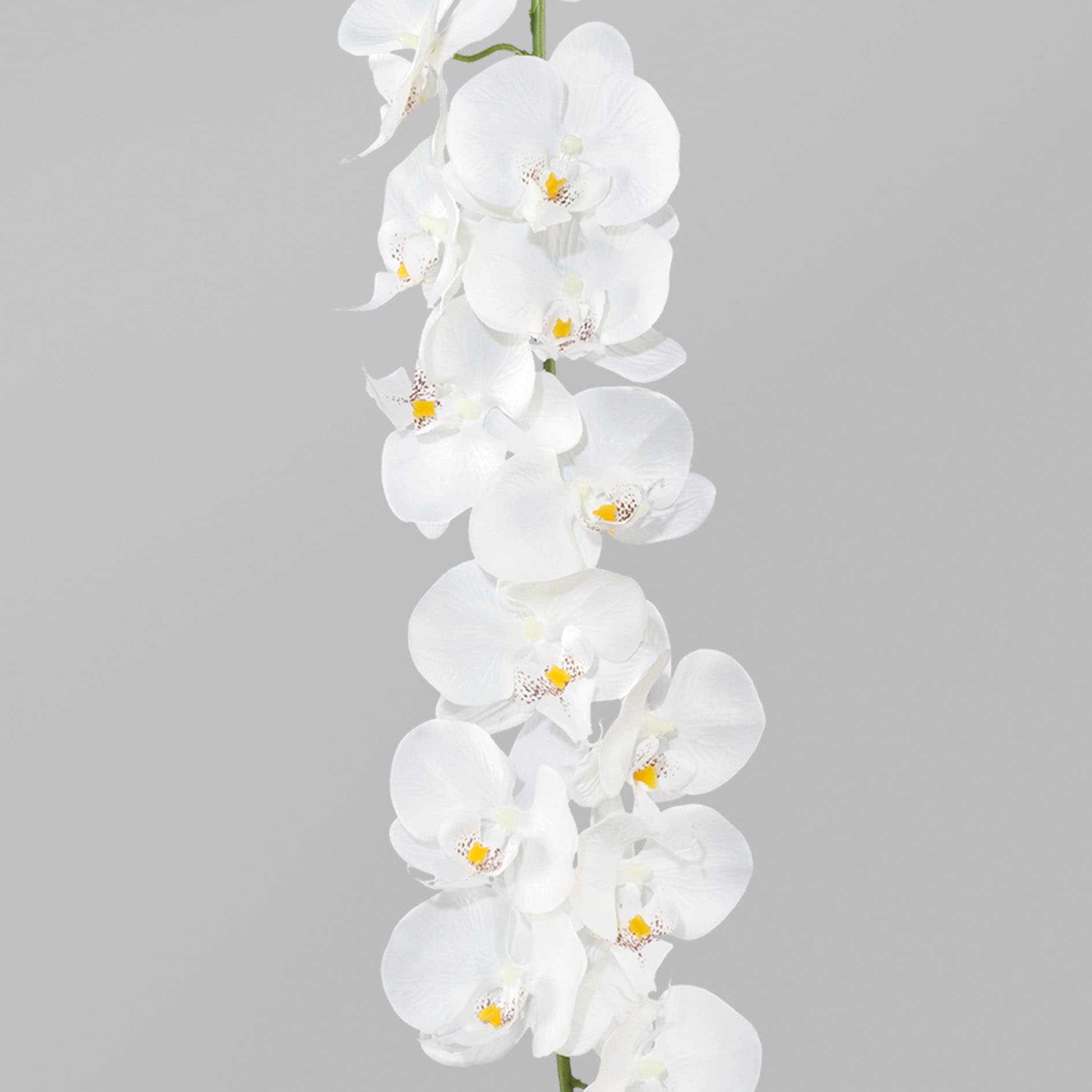 BAUR Kunstgirlande »Orchideengirlande« green | kaufen Creativ