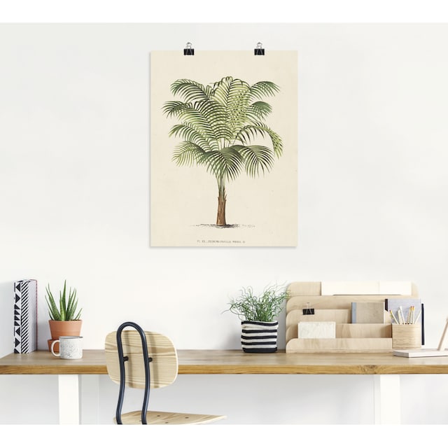 Artland Wandbild »Palme II«, Pflanzen, (1 St.), als Alubild, Leinwandbild,  Wandaufkleber oder Poster in versch. Größen bestellen | BAUR