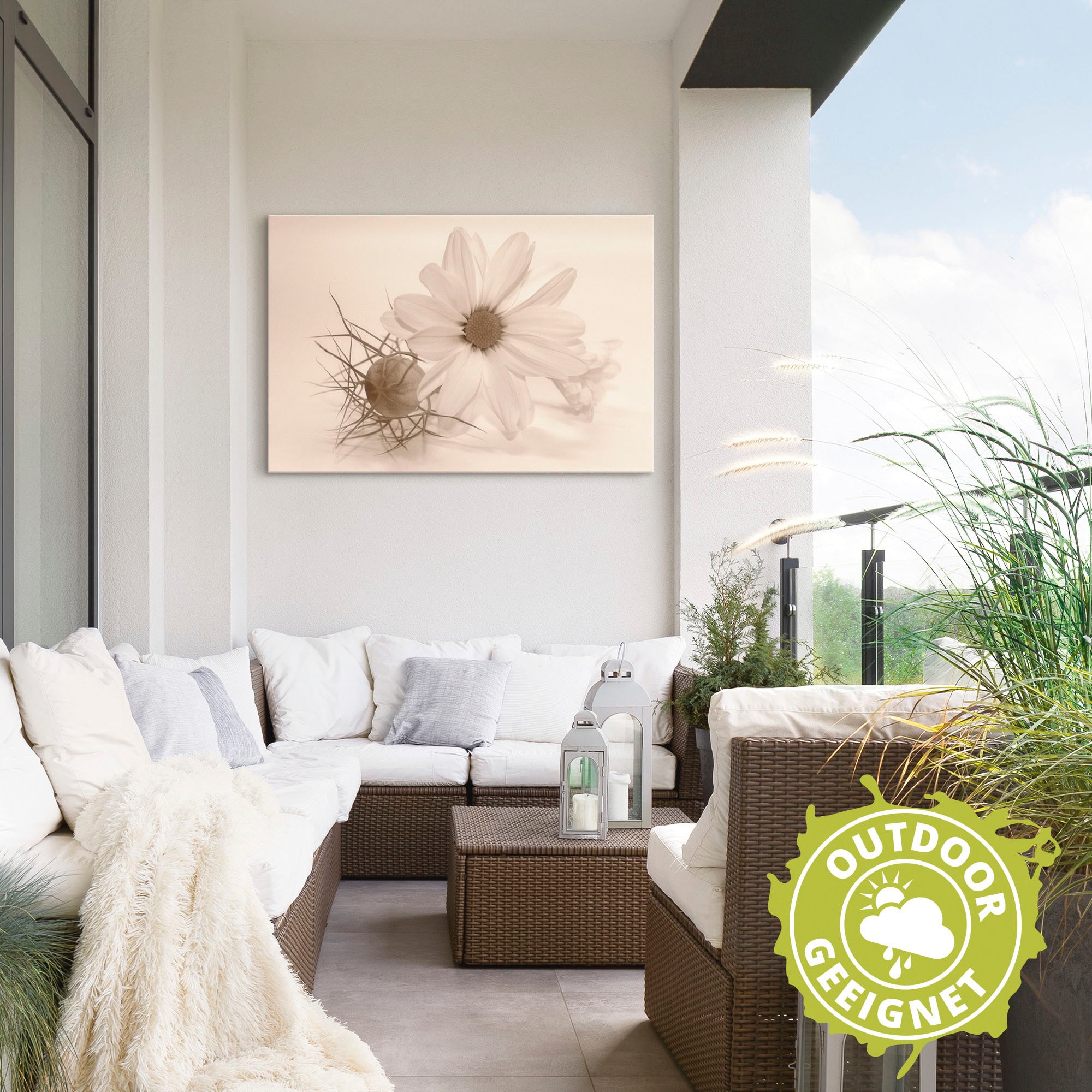 Artland Wandbild »Chrysantheme«, Blumen, (1 St.), als Alubild, Outdoorbild, Poster in verschied. Größen