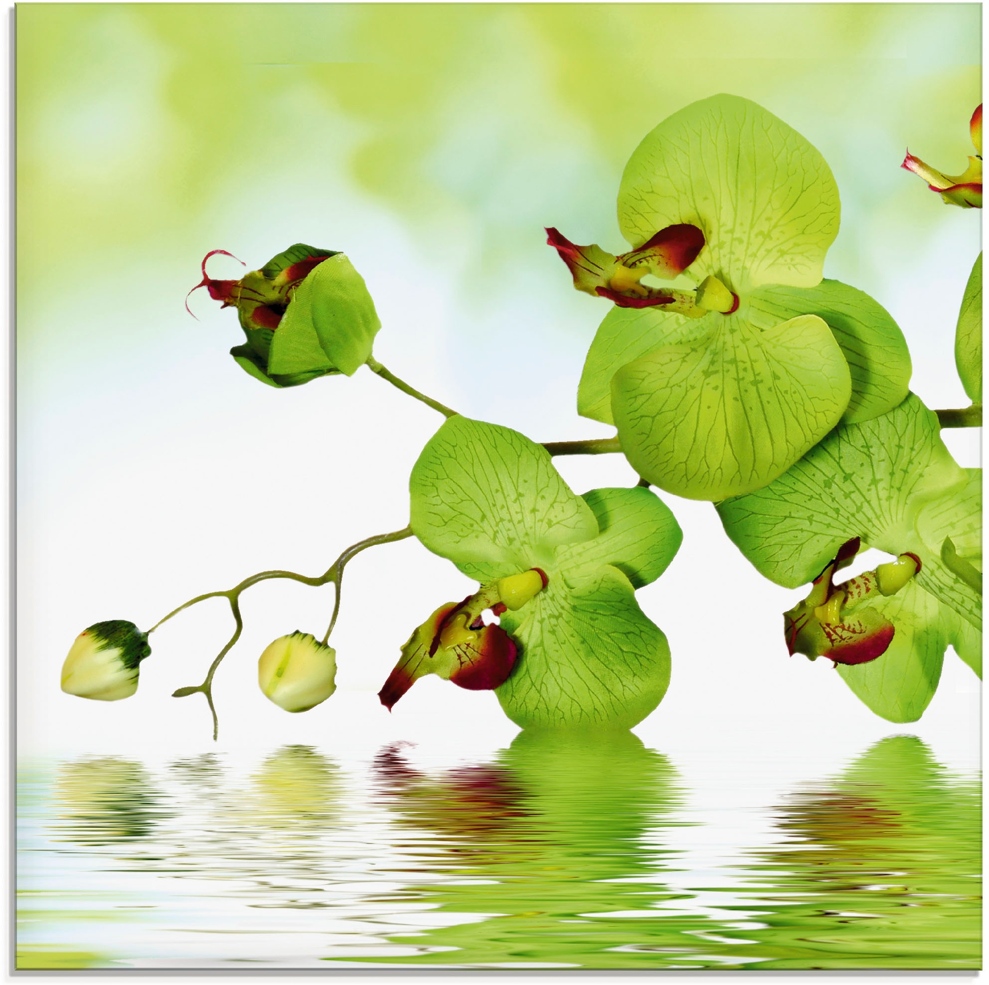 Artland Glasbild "Schöne Orchidee mit grünem Hintergrund" Blumen 1 Stk. tlg günstig online kaufen