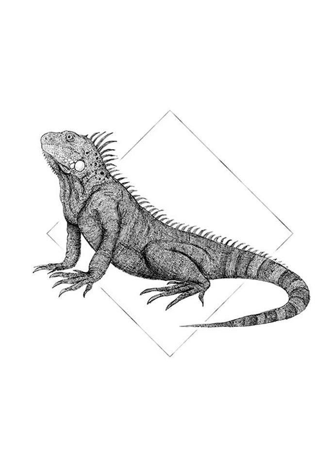 Komar Bild »Iguana White«, Tiere, (1 St.), Wandbild zur Dekoration - ohne Rahmen