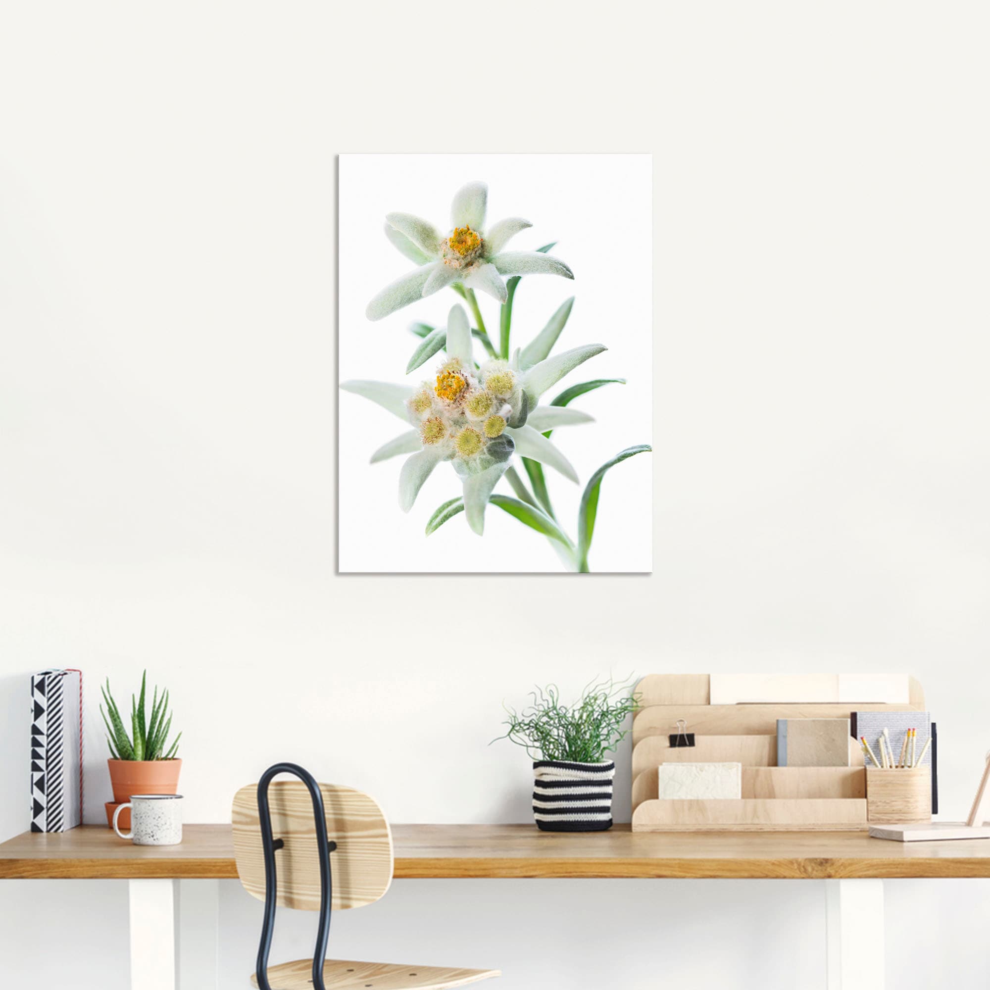 Artland Wandbild »Edelweiss«, Blumen, (1 St.), als Poster, Wandaufkleber in verschied. Größen