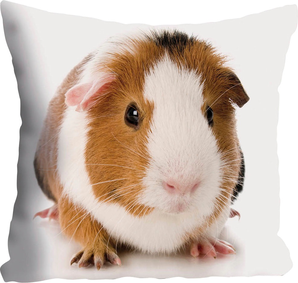 queence Dekokissen "Malte" Kissenhülle,Meerschweinchen,Tiermotiv,Niedlich,H günstig online kaufen