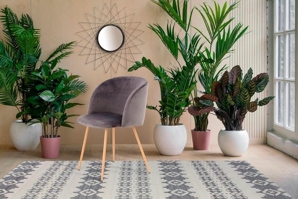 Kayoom Polsterstuhl »Stuhl Celina 110 2er-Set Grau,samtweicher Bezug in moderner Farbgebung« (Set) 2 Stk.samtweicher Bezug, bequem, zeitlos, Hingucker in jedem Wohnbereich