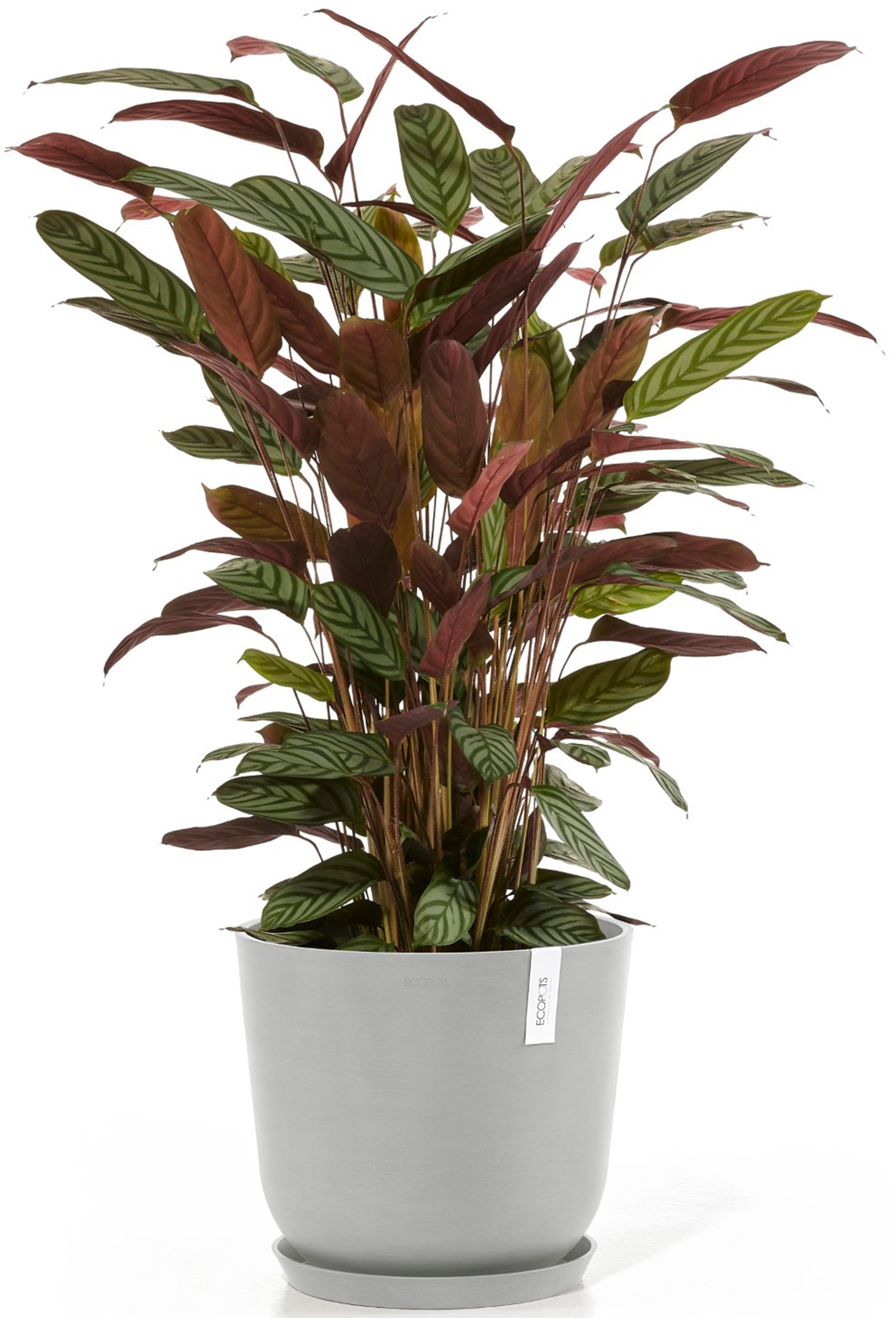 ECOPOTS Blumentopf »Oslo 35 + Wassersystem Weißgrau«, für innen und außen: frostsicher, bruchsicher und lichtbeständig