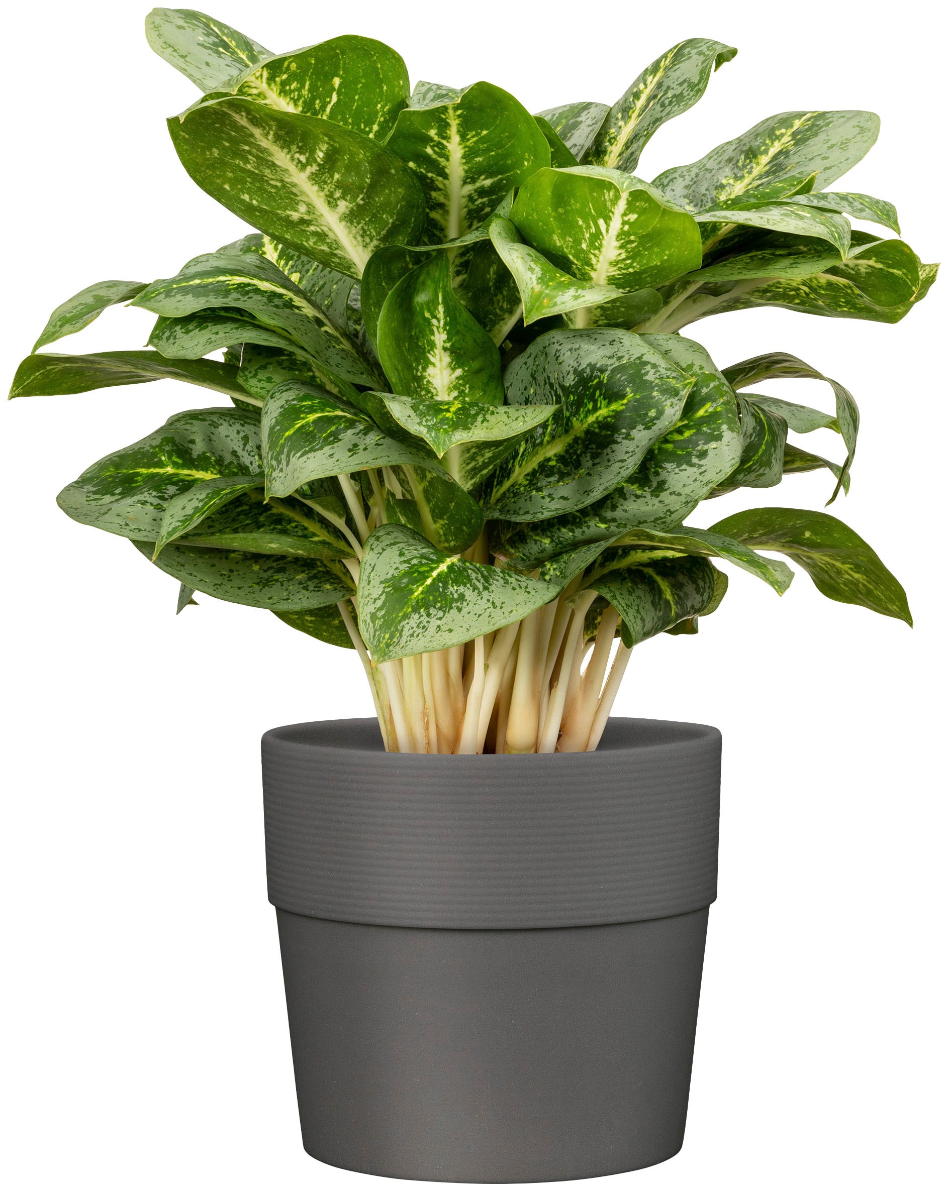 Scheurich Blumentopf »BIANCO 40/224« ØxH: 38x35,2 cm