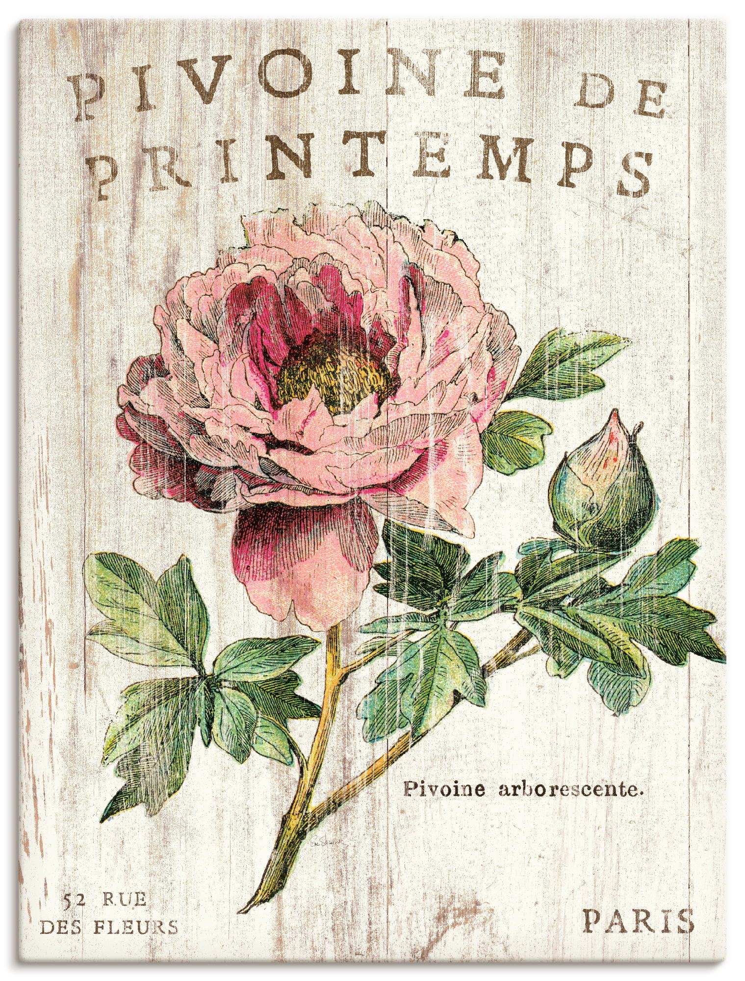 Artland Wandbild »Pfingstrose«, Blumen, (1 St.), als Leinwandbild, Poster, Wandaufkleber in verschied. Größen