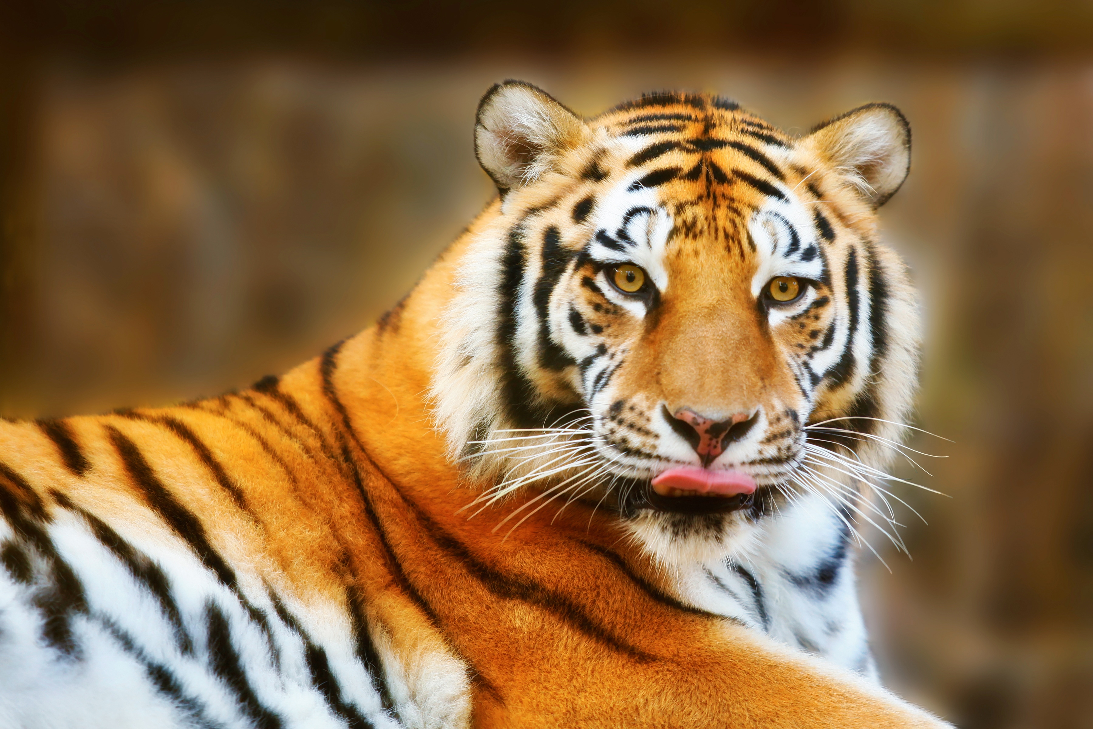 Papermoon Fototapete "Resting Tiger" glatt