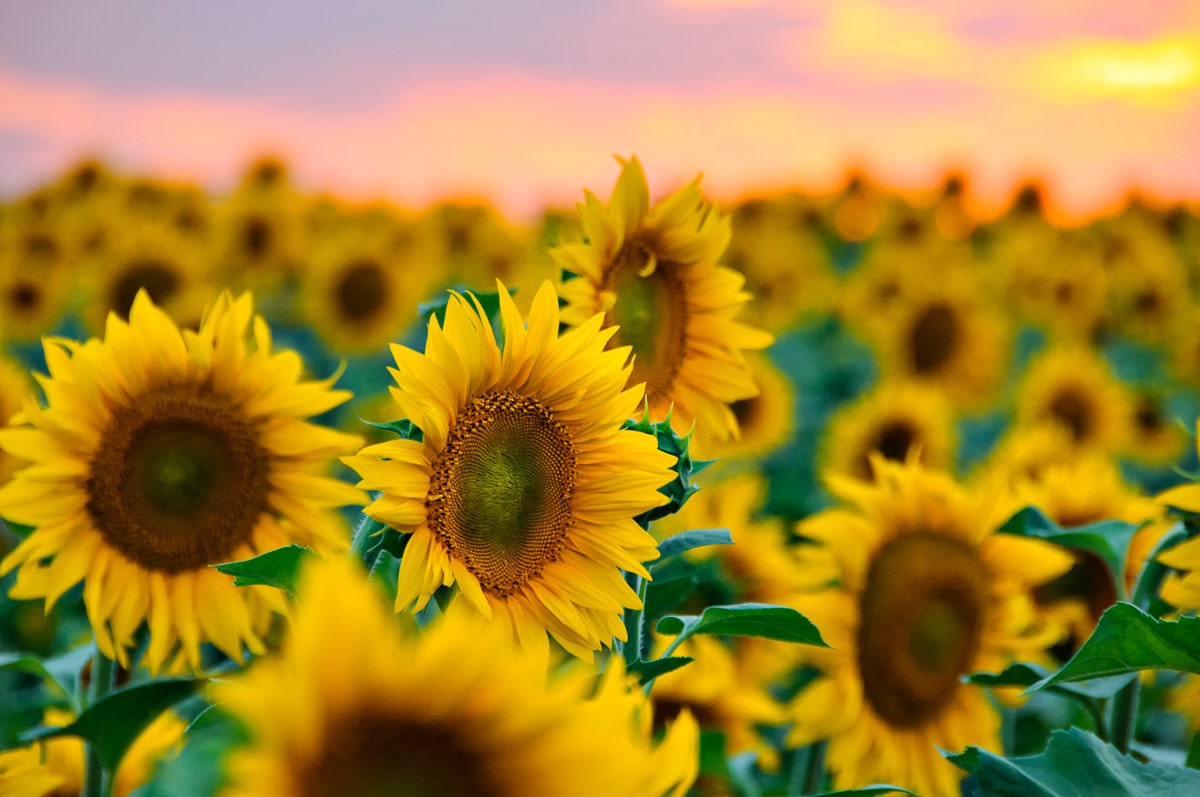 Papermoon Fototapete "Feld der Sonnenblumen"