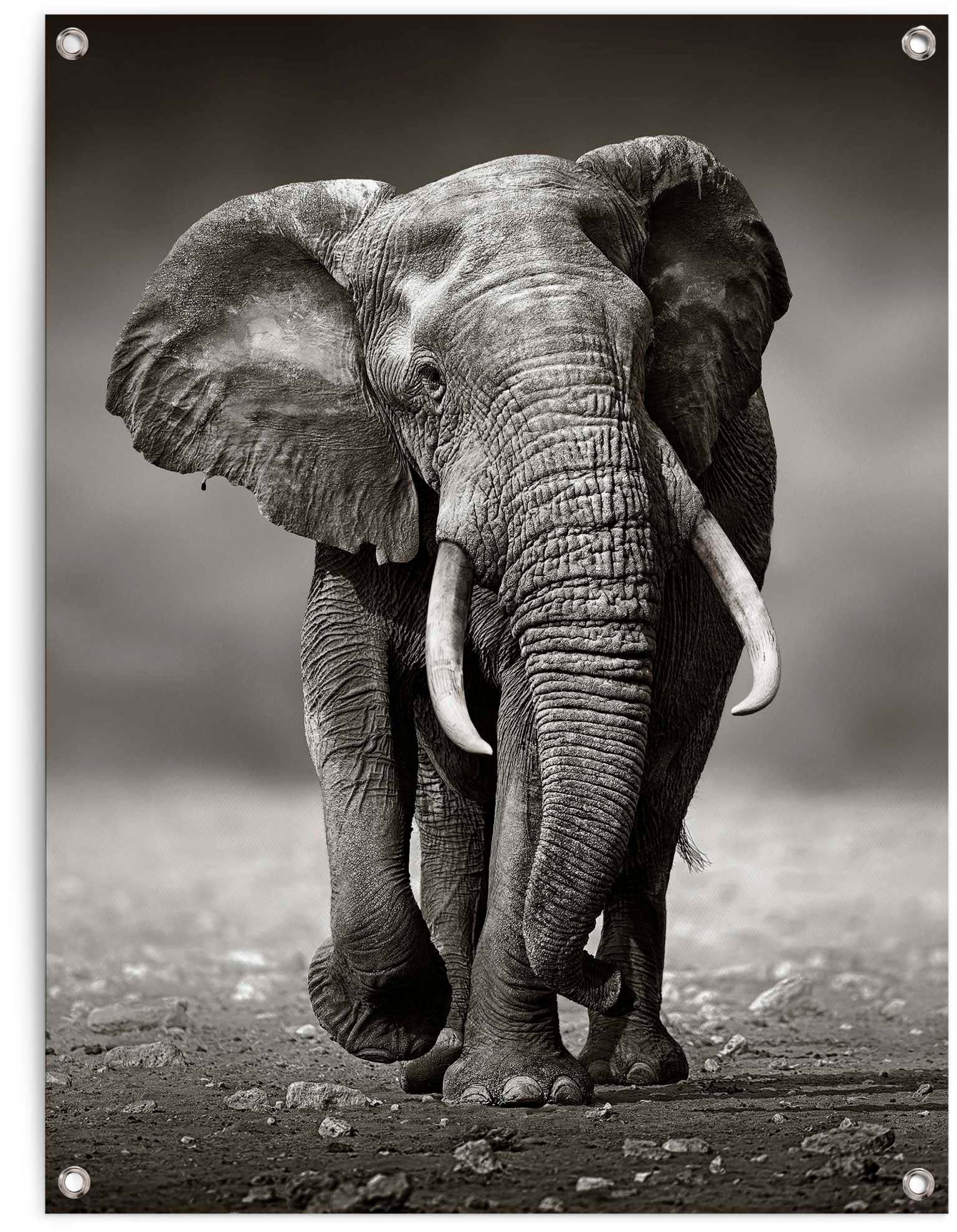 Reinders Poster "Elefant" günstig online kaufen