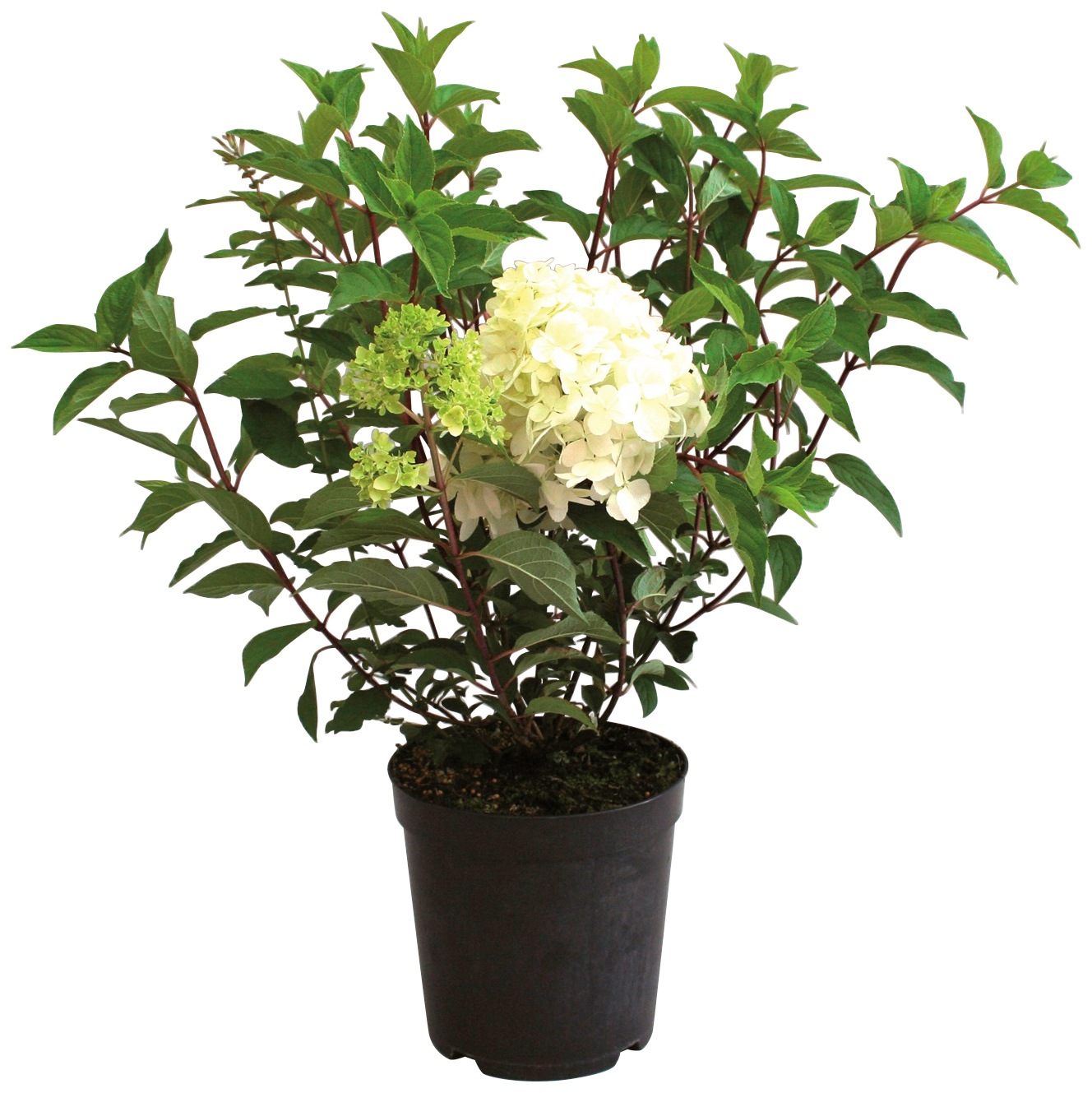 BCM Gehölze »Rispen-Hortensie 'Phantom'®«, (1 St.), Höhe: 50-60 cm, 1 Pflanze kaufen