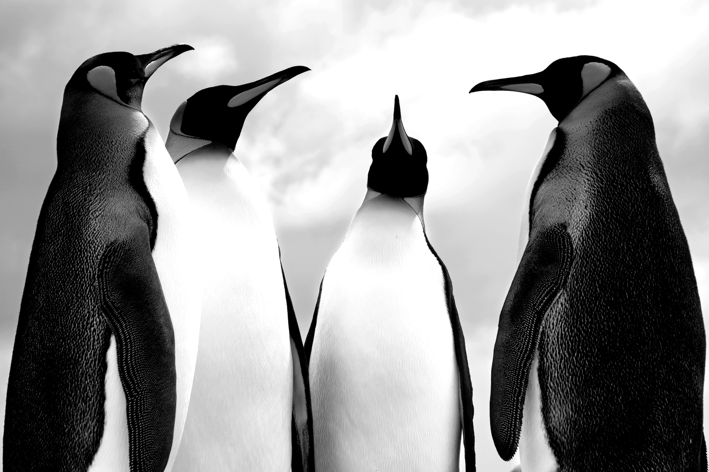 Fototapete »Pinguin Schwarz & Weiß«
