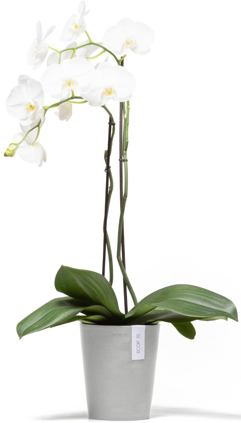 ECOPOTS Blumentopf »Morinda Orchidee 17 Weißgrau« für den Innenbereich
