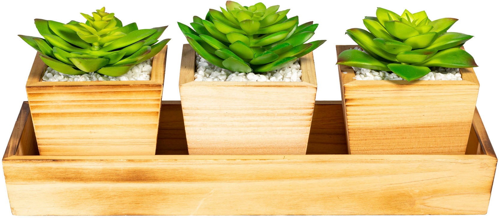 Creativ green Künstliche variegata« BAUR | »Agave Zimmerpflanze kaufen americana