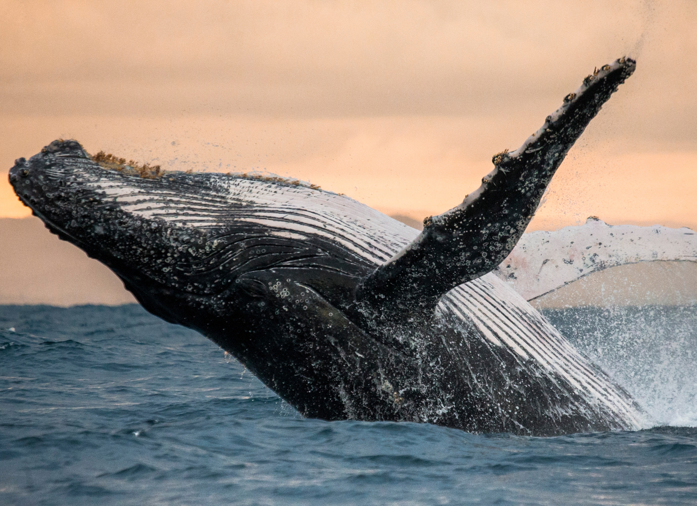 Papermoon Fototapete "Humpback Whale" glatt günstig online kaufen