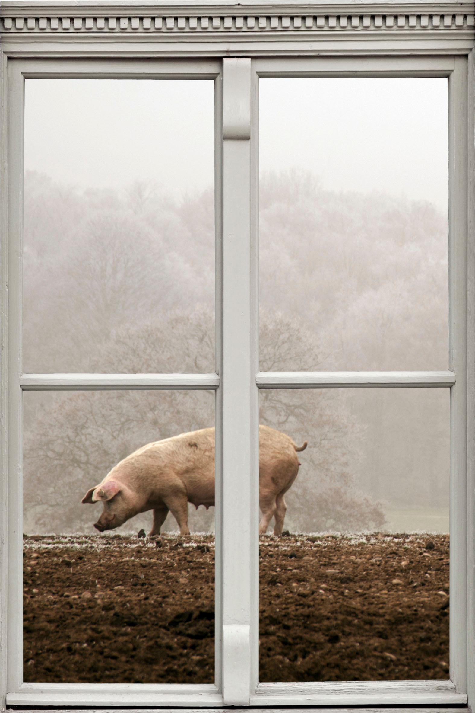 queence Wandsticker »Schwein«