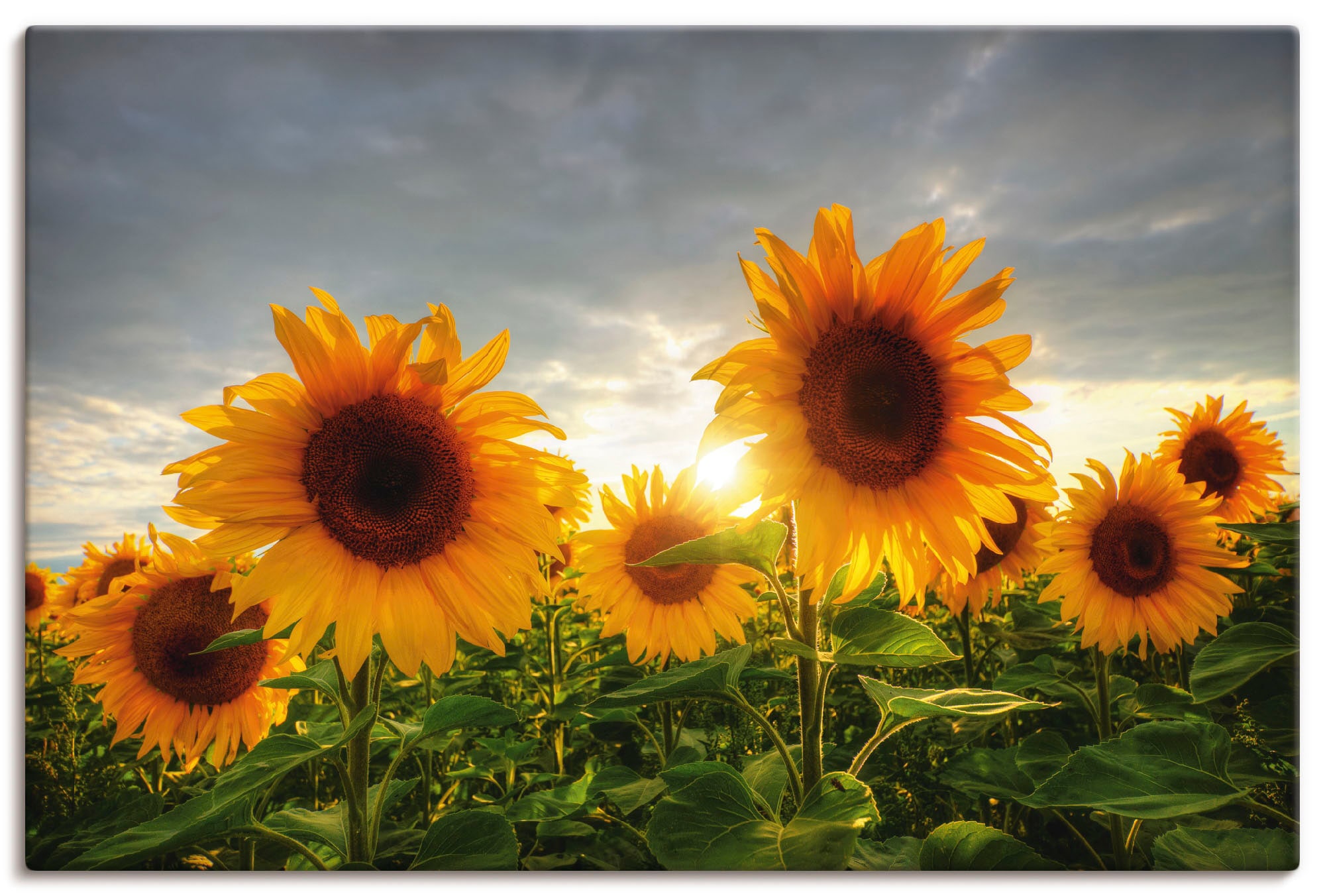 Artland Leinwandbild "Sonnenblumen II" Blumen 1 Stk. tlg. auf Holzrahmen gespannt