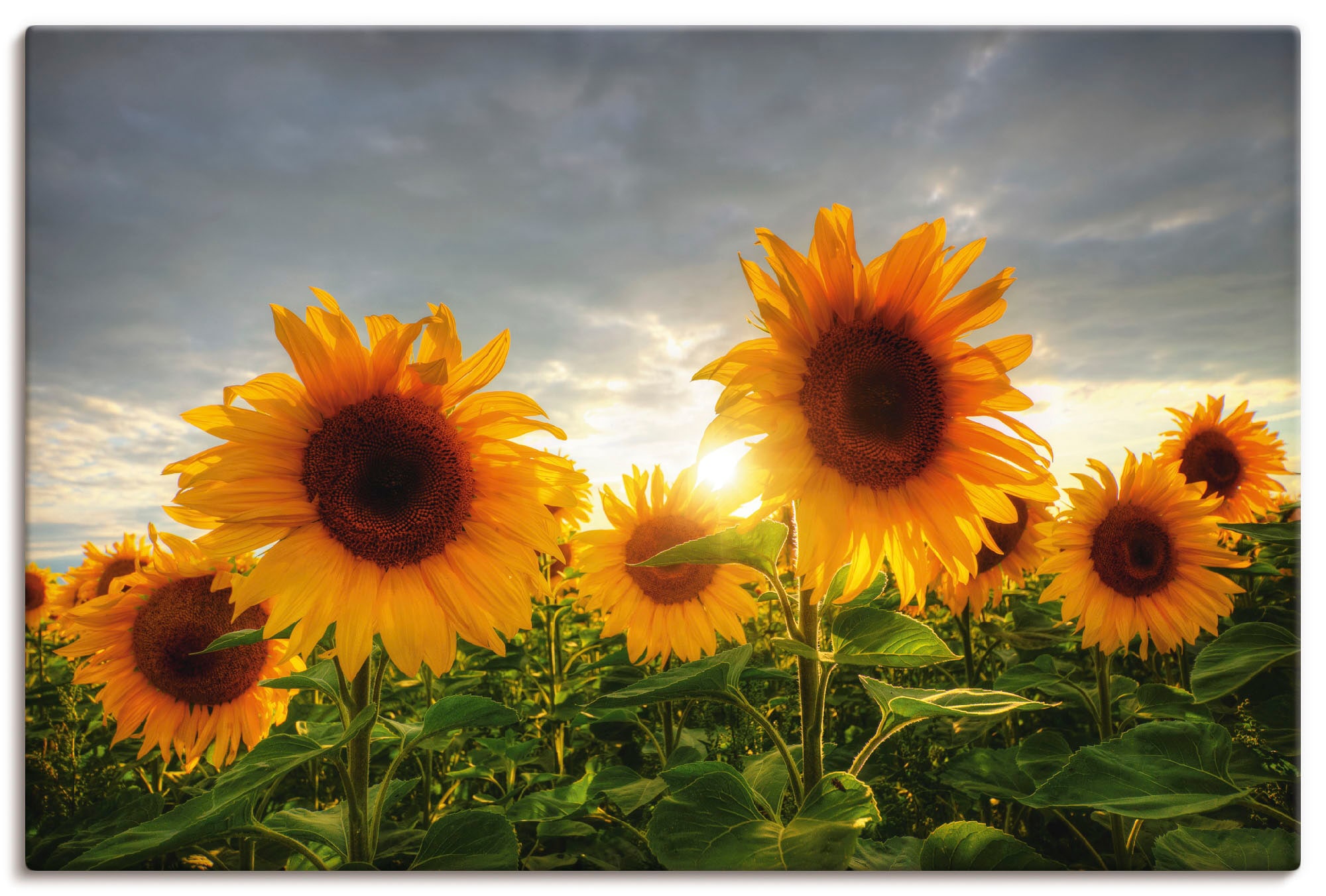 Artland Wandbild "Sonnenblumen II", Blumen, (1 St.), als Leinwandbild, Poster in verschied. Größen