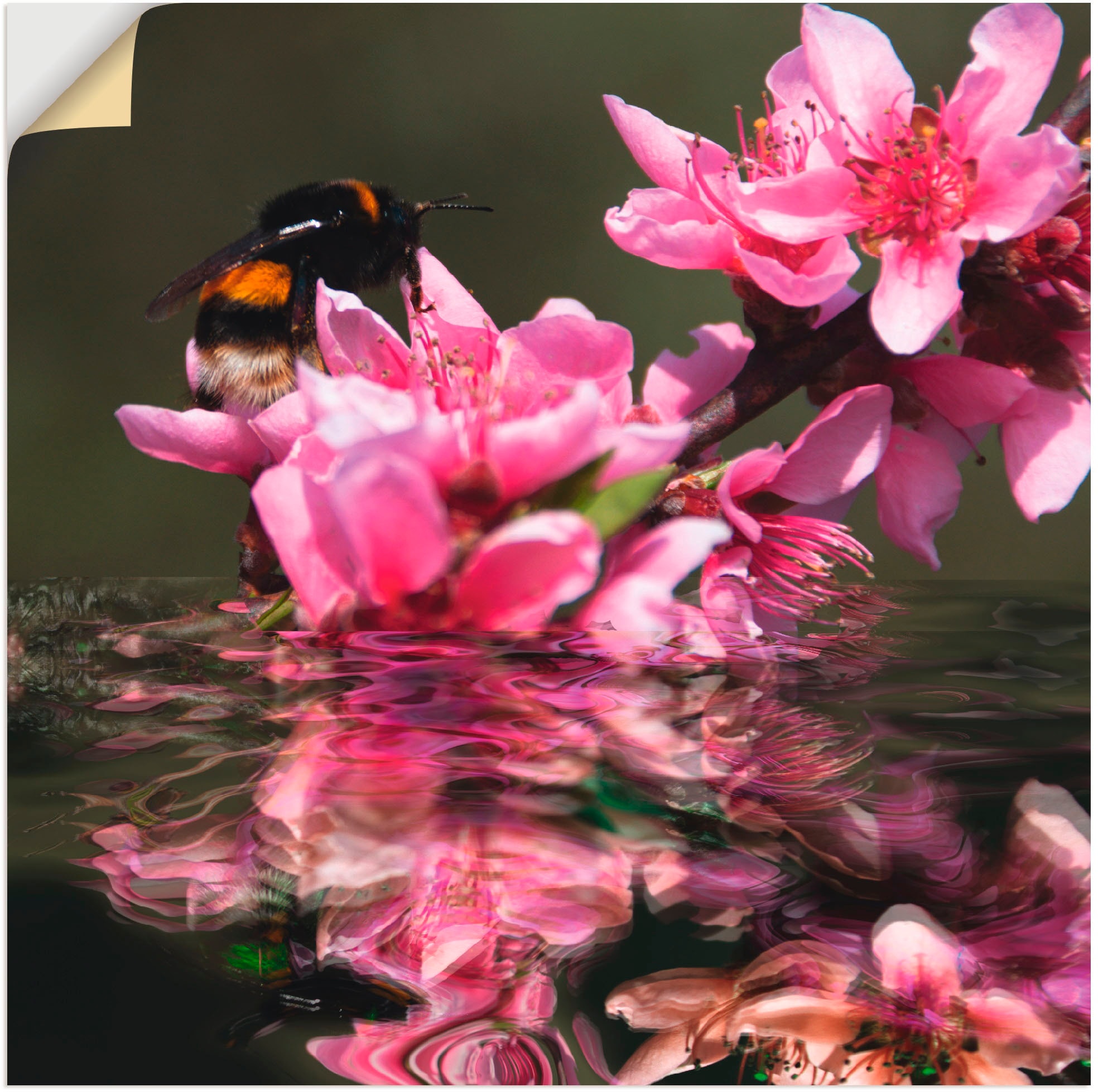 Artland Wandbild »Pfirsichblüte mit Hummel«, Blumen, (1 St.), als Alubild, Leinwandbild, Wandaufkleber oder Poster in versch. Größen