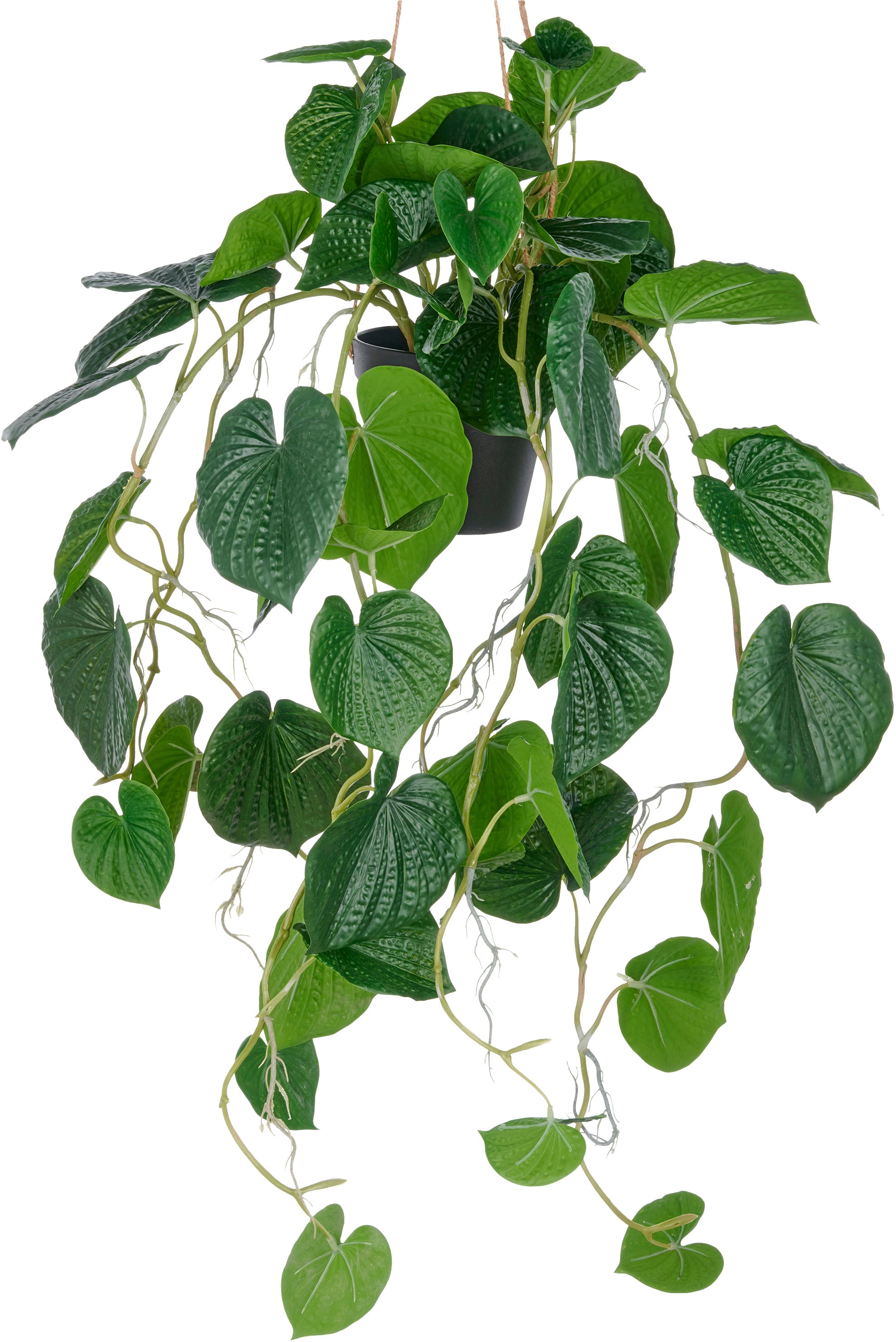 Creativ green Kunstpflanze "Hängende Peperomia caperata", mit üppigen Ranke günstig online kaufen