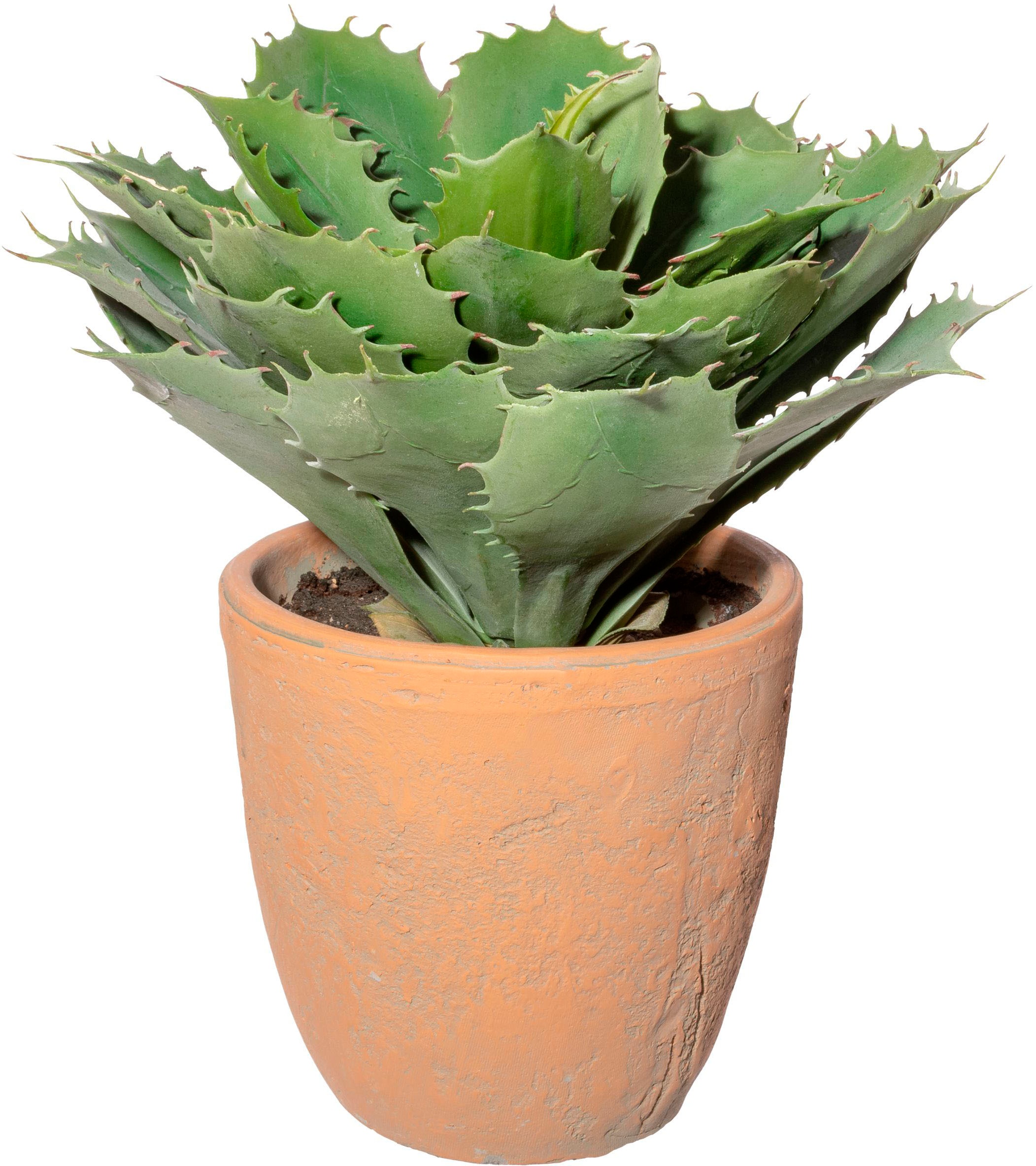 green im »Echeveria Künstliche BAUR Terracottatopf« Zimmerpflanze | Creativ bestellen