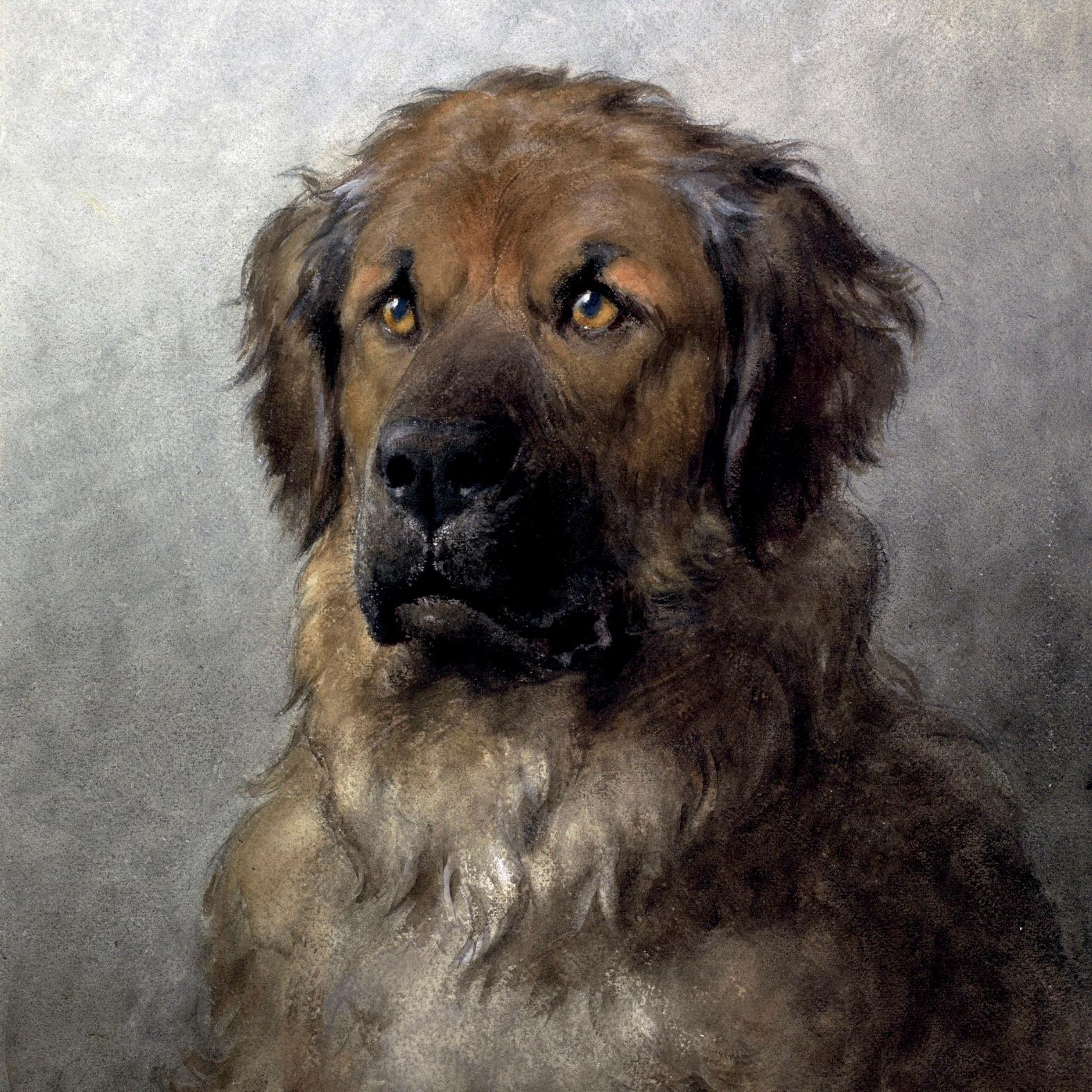 queence Dekokissen »Hovawart« Kissenhülle ohne Füllung, 1 Stück