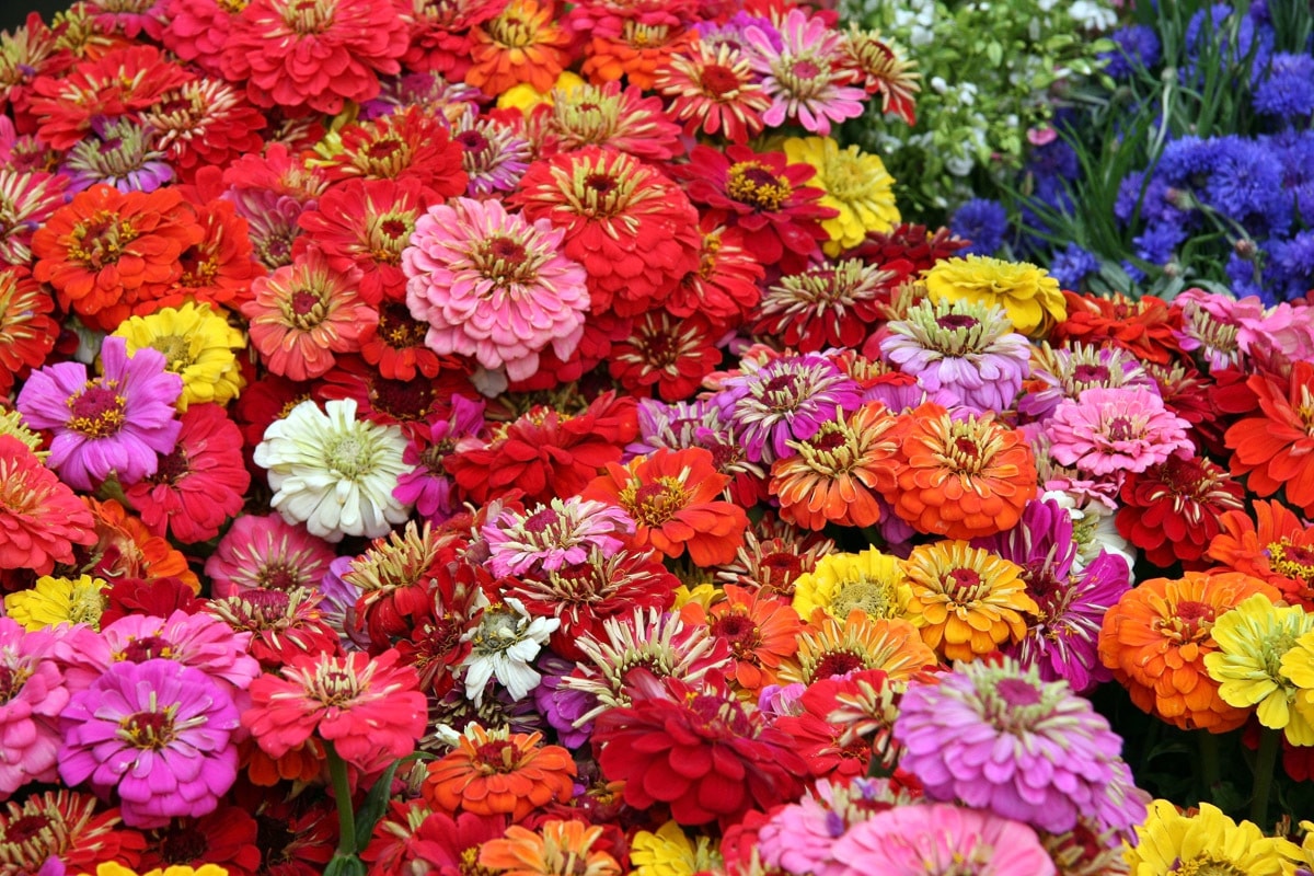 Papermoon Fototapete "Blumenmeer" günstig online kaufen