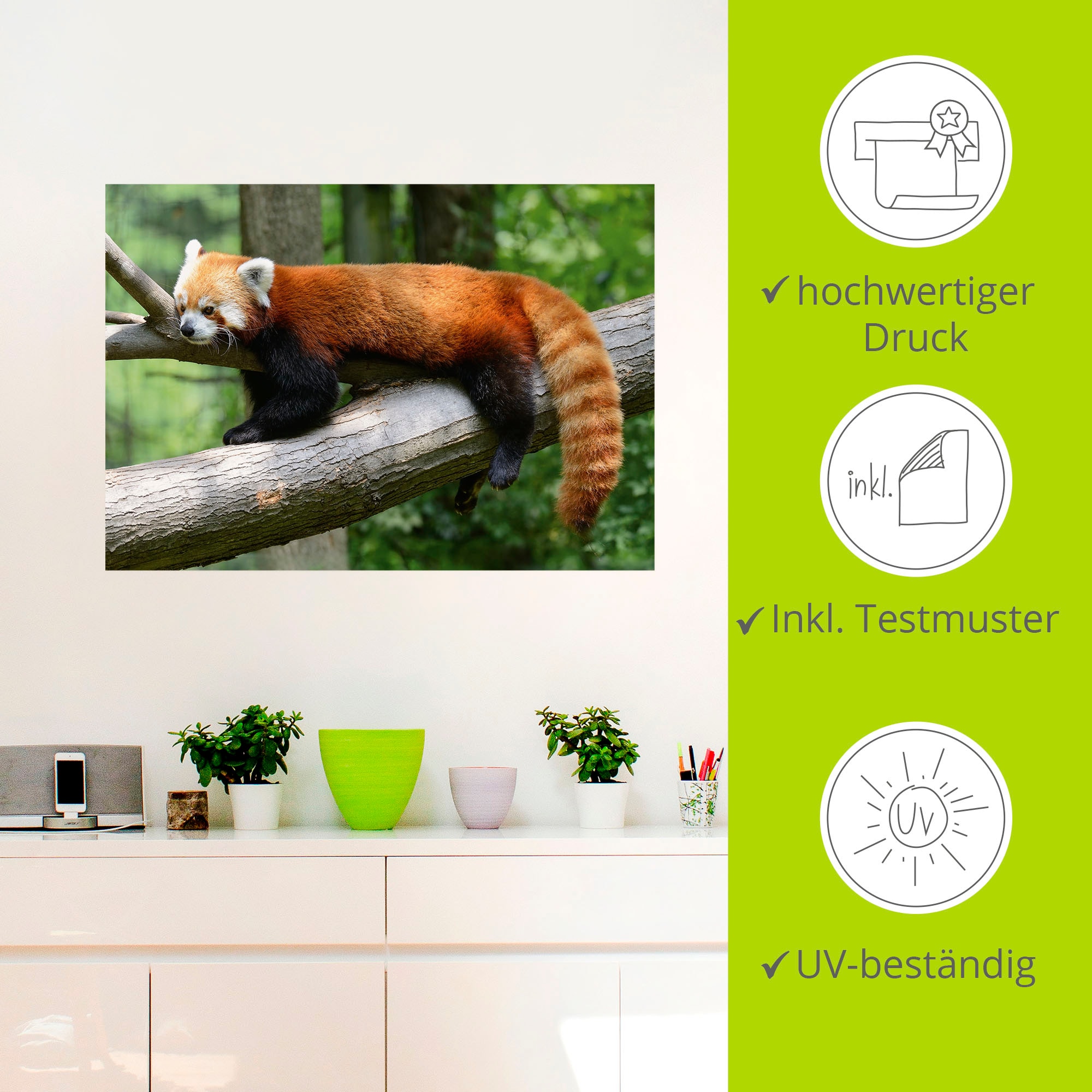 Artland Wandbild »Roter Panda«, Wildtiere, (1 St.), als Poster, Wandaufkleber in verschied. Größen