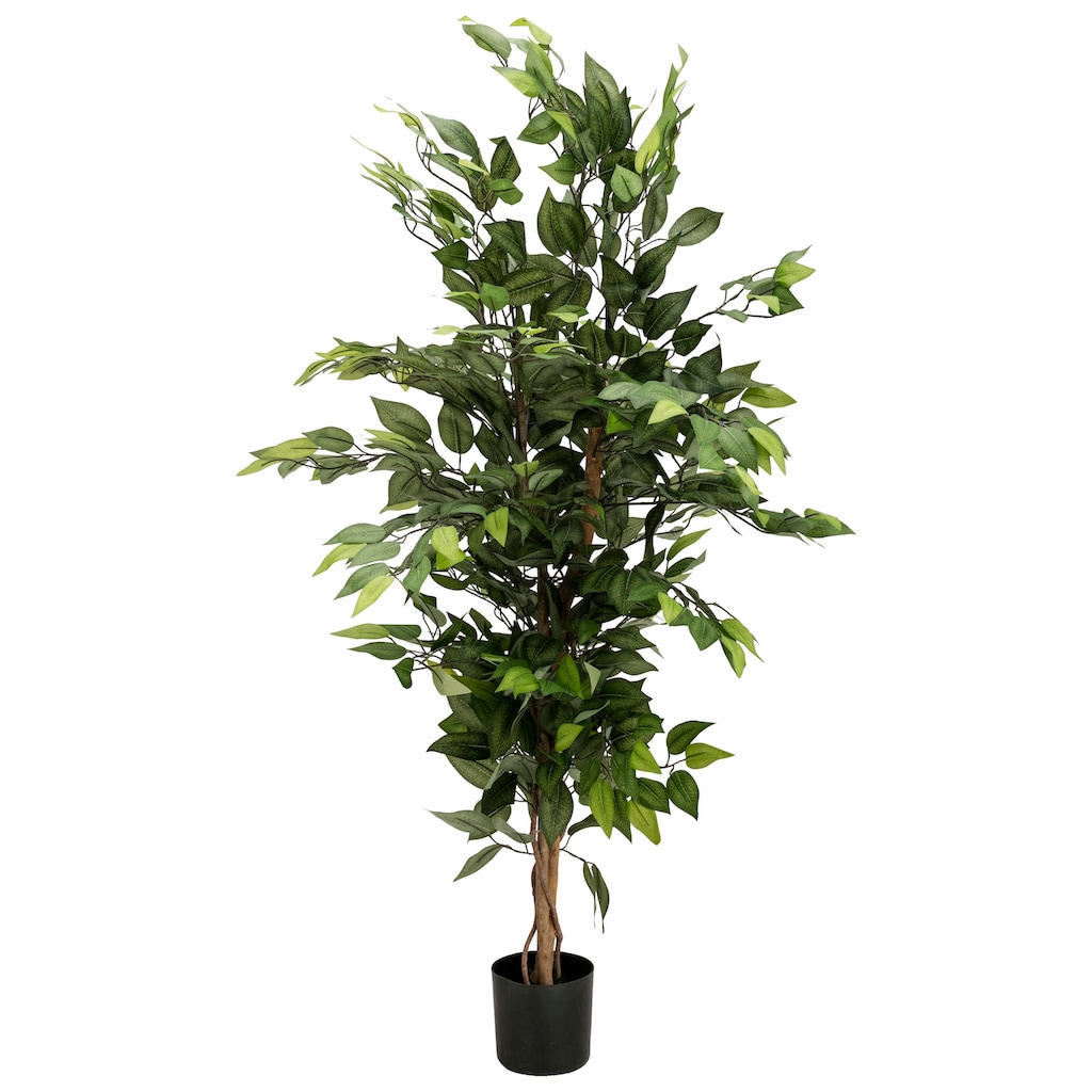 Wohnen Wohnaccessoires Creativ green Kunstpflanze »Ficus Benjamini«, (1 St.) 