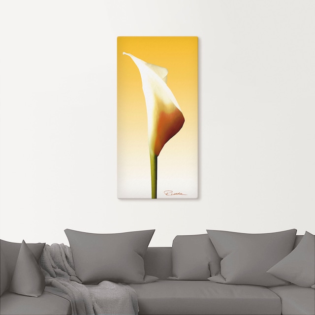 Artland Wandbild »Sonnenschein Calla I«, Blumenbilder, (1 St.), als Alubild,  Leinwandbild, Wandaufkleber oder Poster in versch. Größen bestellen | BAUR