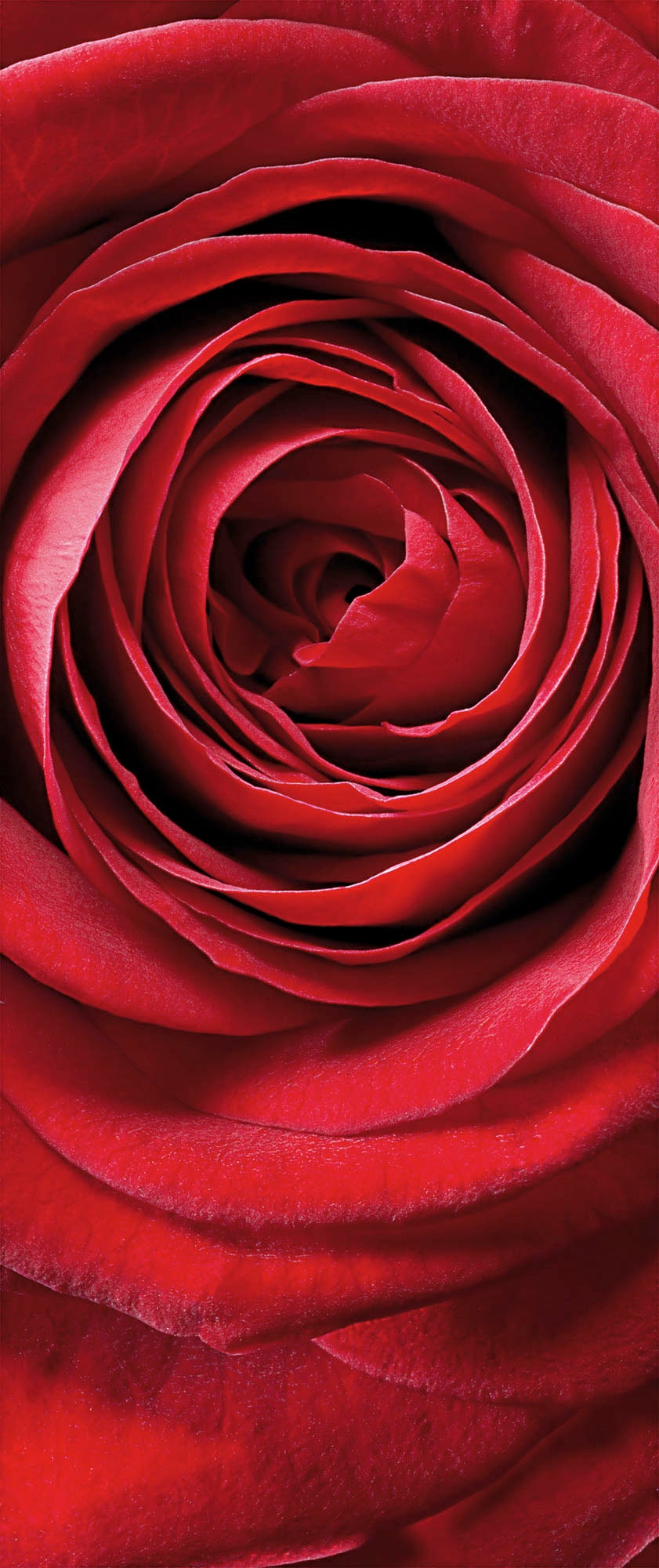 Komar Fototapete »Fototapete - Red Rose - Größe 97 x 220 cm«, bedruckt
