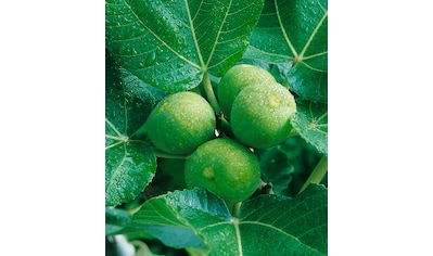 BCM Obstpflanze »Feigenbaum grün«, (1 St.), Höhe: 45-50 cm, 1 Pflanze kaufen