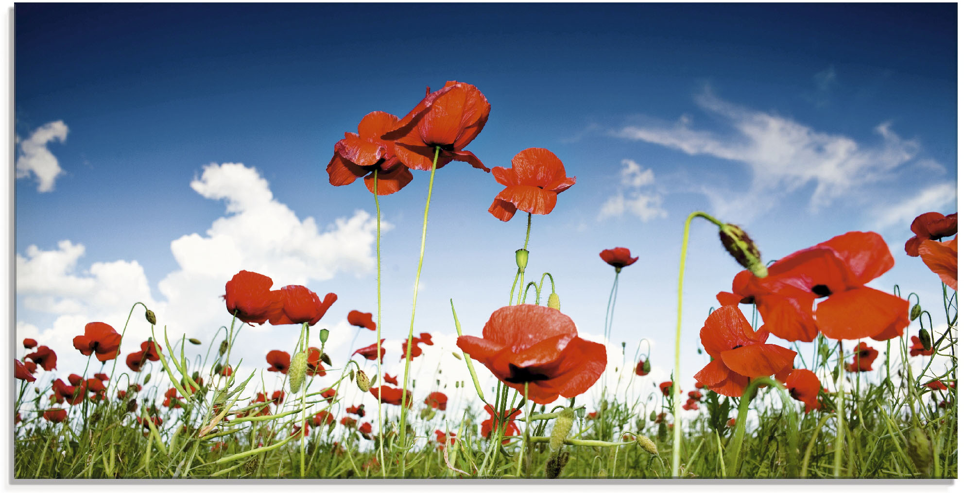 Artland Glasbild "Feld mit Mohnblumen unter Himmel" Blumenwiese 1 Stk. tlg. in verschiedenen Größen
