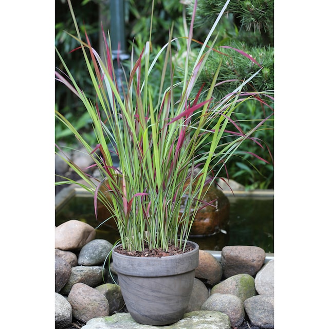 BCM Gräser »Blutgras 'Red Baron'«, (3 St.), Höhe: 30-40 cm, 3 Pflanzen  kaufen | BAUR