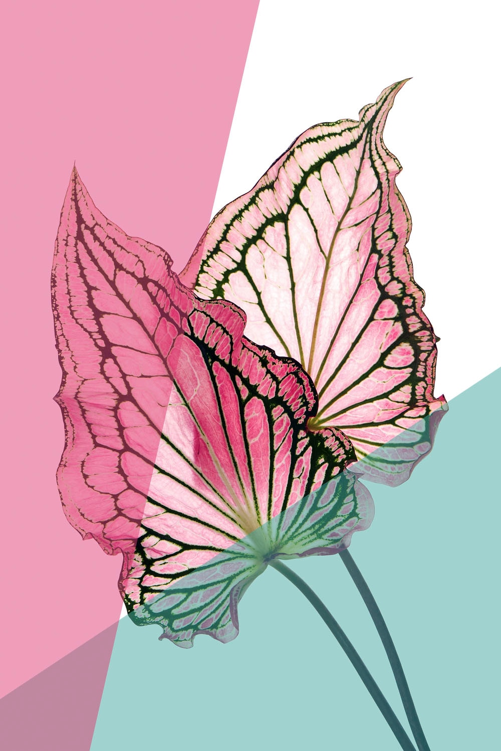 queence Acrylglasbild "Blätter" Blätter  Blätterbilder  Kunst  Pflanzen  Pf günstig online kaufen