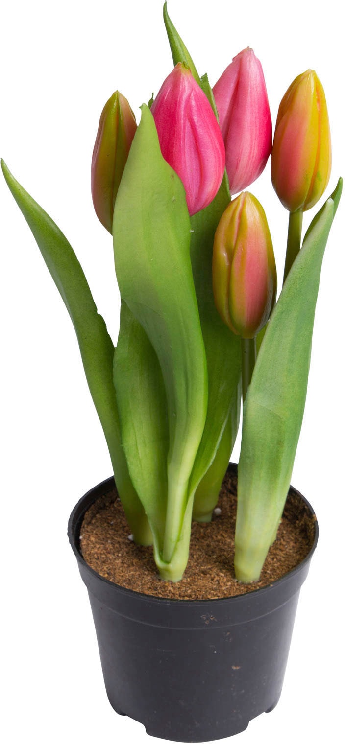 my home Kunstblume »Tulpenpflanze mit 5 Knospen«