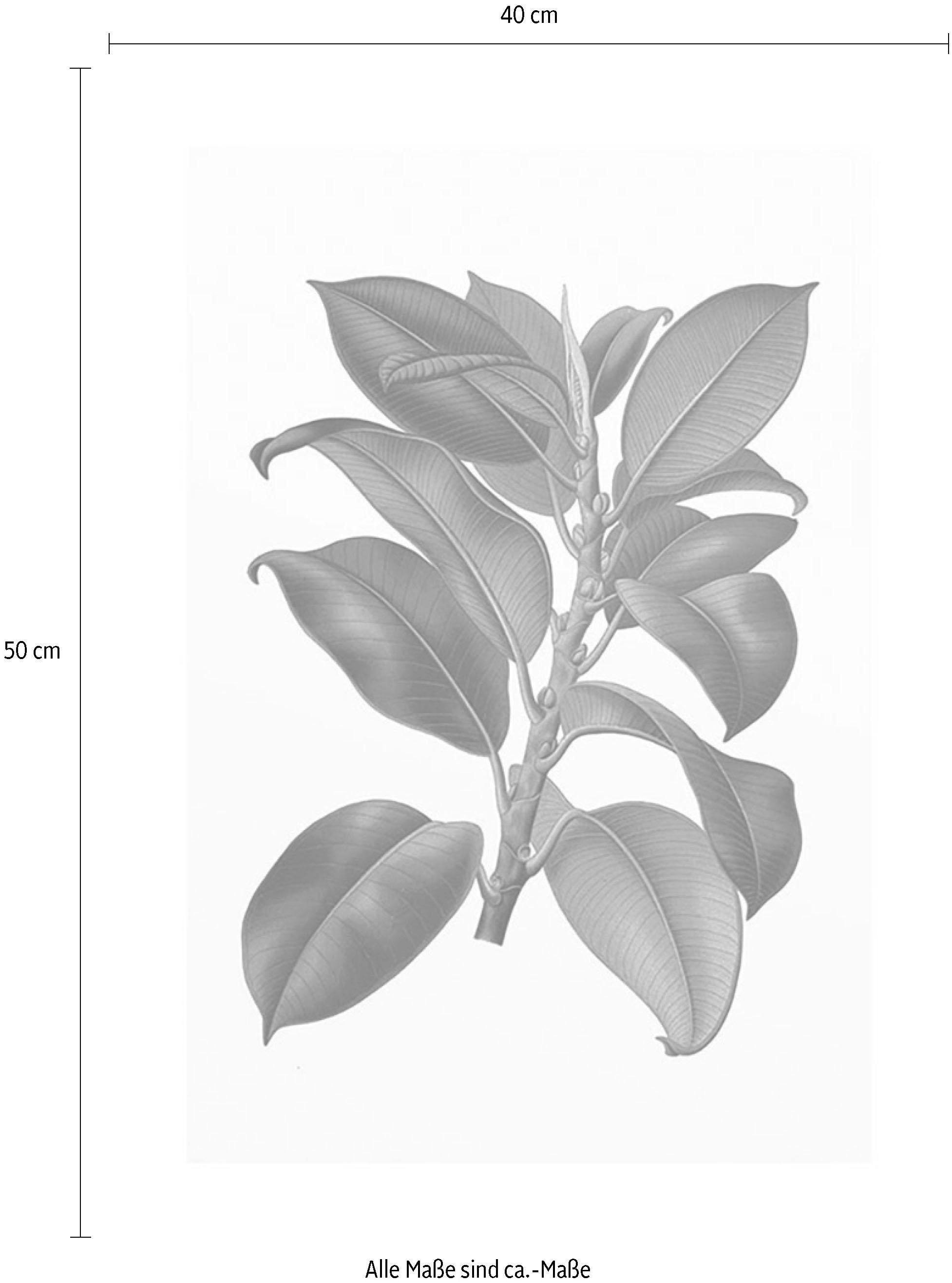 Komar Poster »Elastica Tree«, Pflanzen-Blätter, (1 St.), Kinderzimmer,  Schlafzimmer, Wohnzimmer | BAUR