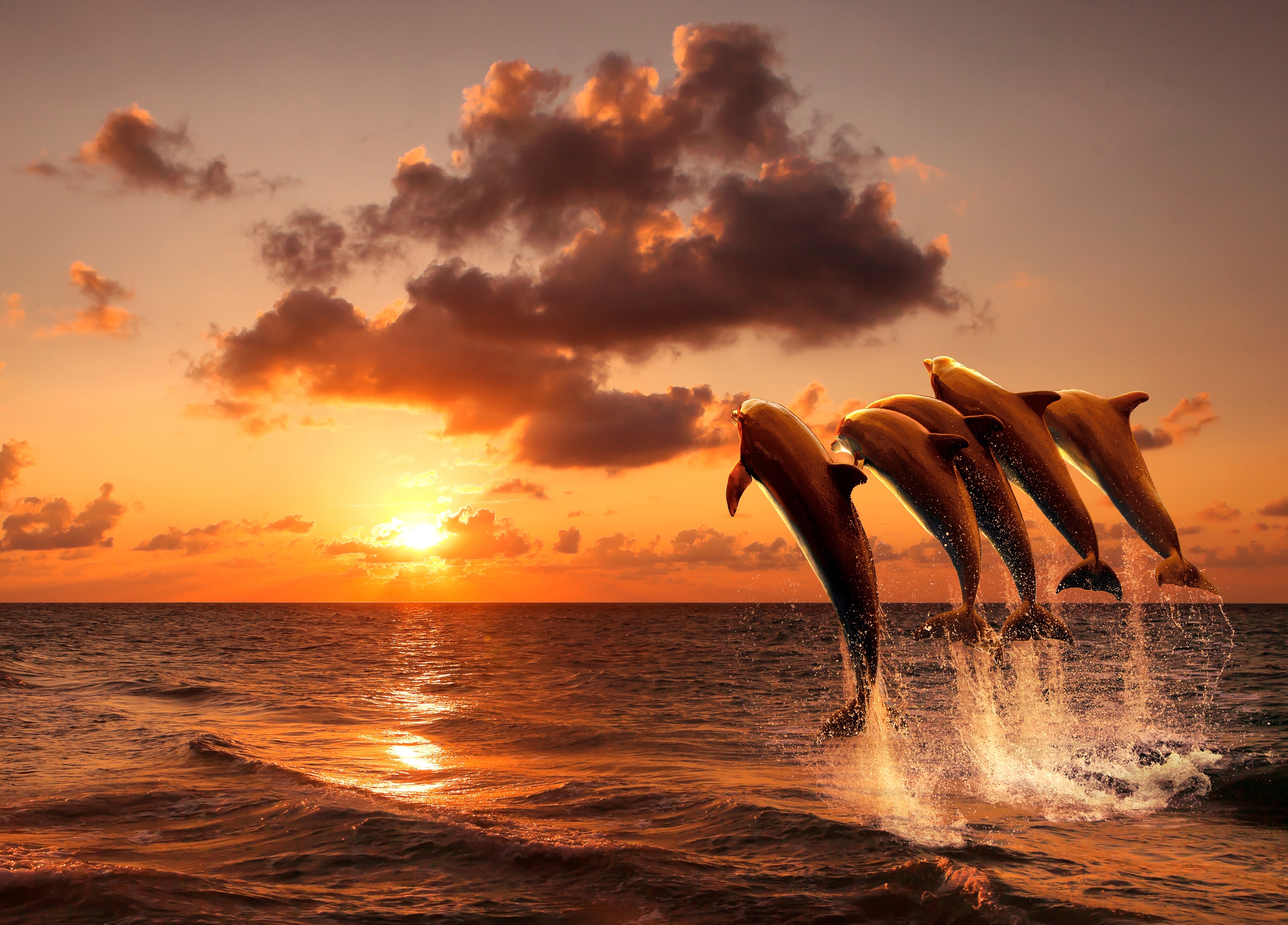 Papermoon Fototapete "Sunset Jumping Dolphins" glatt